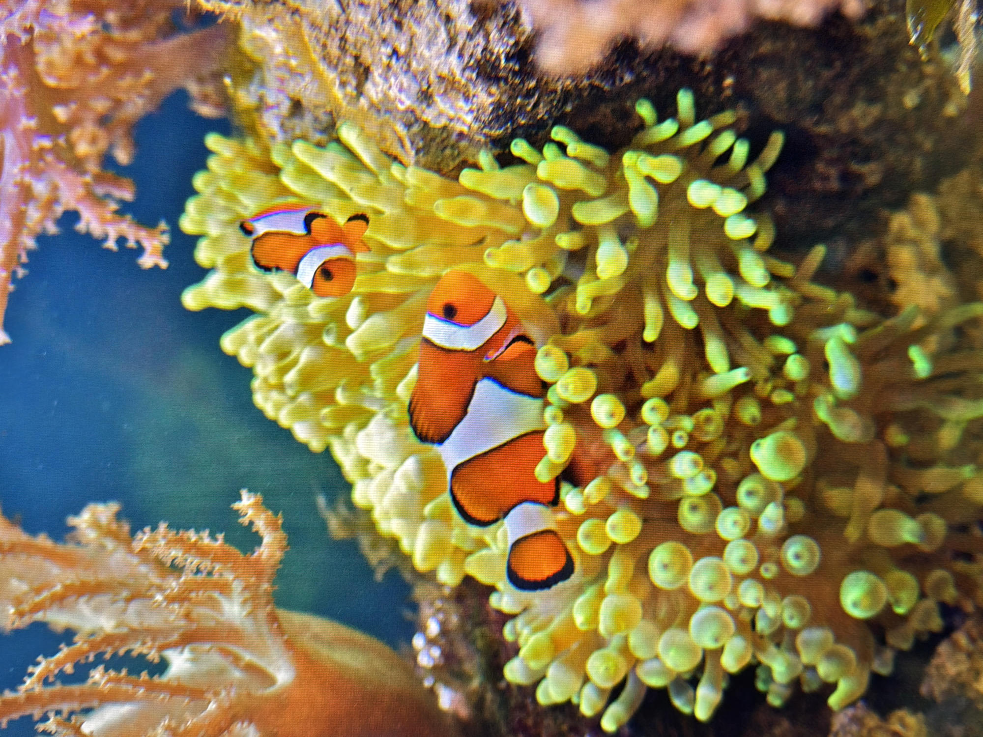 The image shows two clownfish swimming in an anemone. The anemone is yellow and green, and the clownfish are orange and white. There are also some coral in the background. The image is taken in a dimly lit aquarium. There is no information about the location in Kyiv, Ukraine.