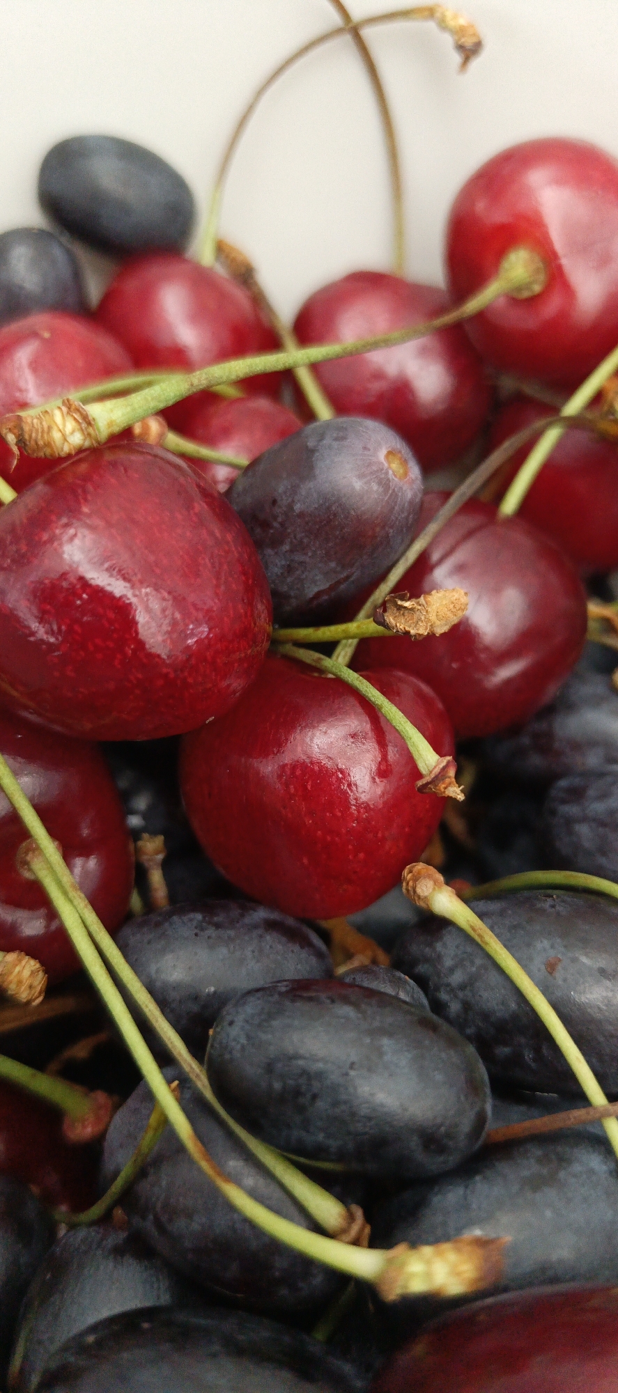 A close-up, overhead shot shows a pile of dark blue plums and bright red cherries. The fruits are clustered together in a bowl, with some stems visible. The lighting is bright, casting shadows and highlighting the glossy surfaces of the fruit. The background is a plain white surface. The image is focused on the fruit, with the background blurred.