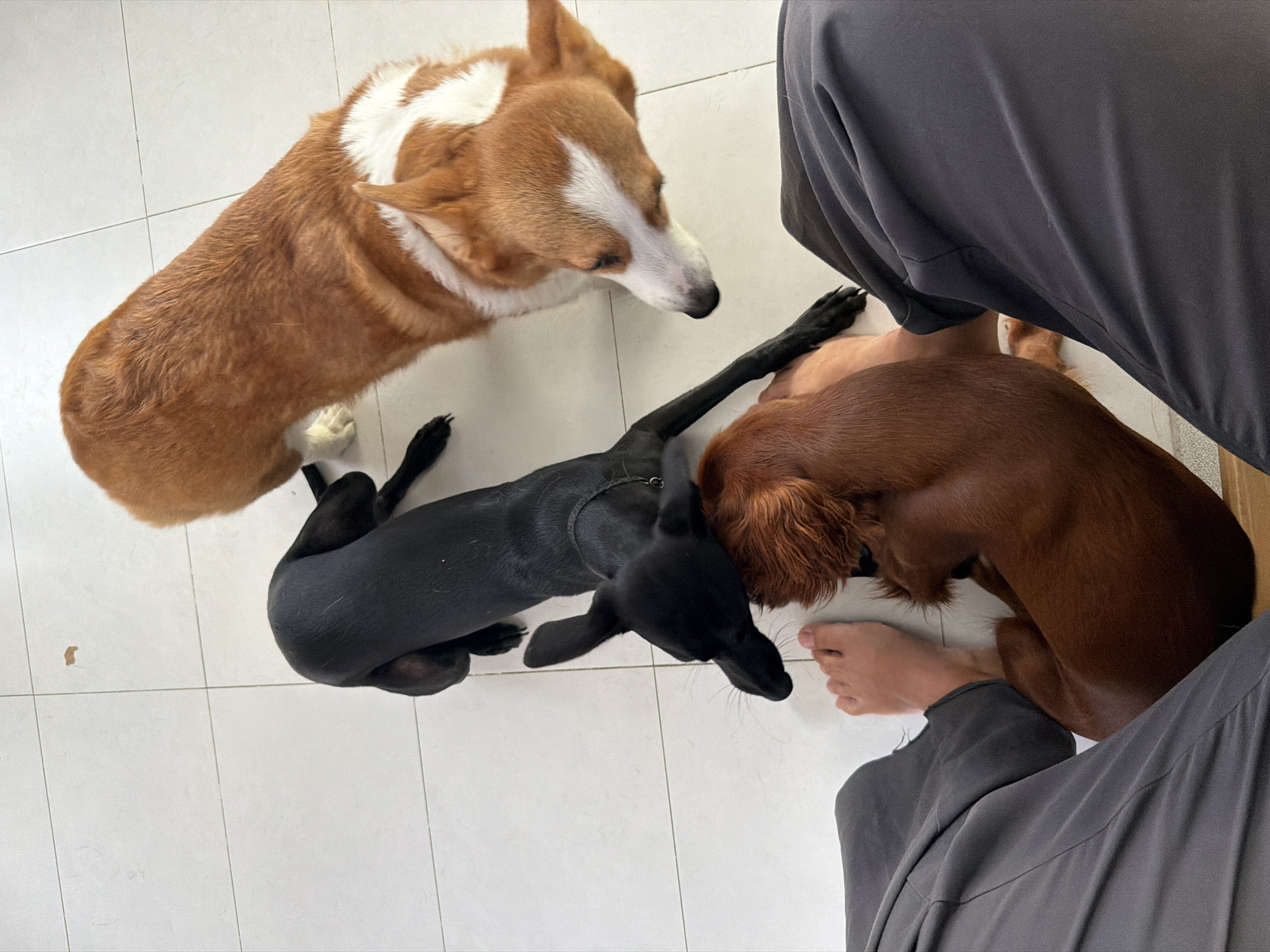 A high-angle, full-shot photograph shows a person sitting on a tiled floor with three dogs. The person's legs, clad in dark gray trousers, occupy the foreground. To the left, a bare foot is visible between the trousers and the dogs. Three dogs are positioned around the person's legs. A brown and white Corgi is standing, facing downwards and to the right. A solid black, medium-sized dog is lying down, facing downwards and to the left, with its head resting on a smaller, brown dog. The brown dog is curled up, facing away from the camera, with its head under the black dog's head. The scene is indoors on a white tiled floor. This scene is not specific to Chang Phueak, Thailand.