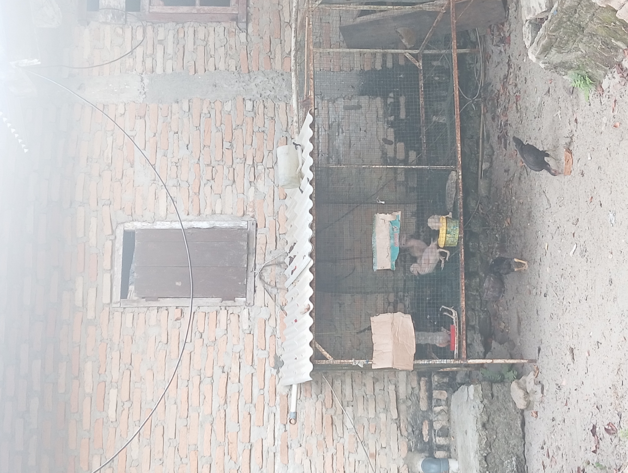 A hazy, medium-shot photograph captures a rustic scene in Dente Teladas, Indonesia, featuring a makeshift chicken coop against a brick building. The coop, constructed with corrugated metal roofing and wire mesh sides, houses several chickens. A cardboard sign hangs on the front of the coop. Outside the coop, two chickens are visible on the sandy ground, one pecking at something on the ground. The brick building behind the coop has a wooden window and a partial concrete column. The overall environment appears to be an outdoor area with some debris scattered on the ground.