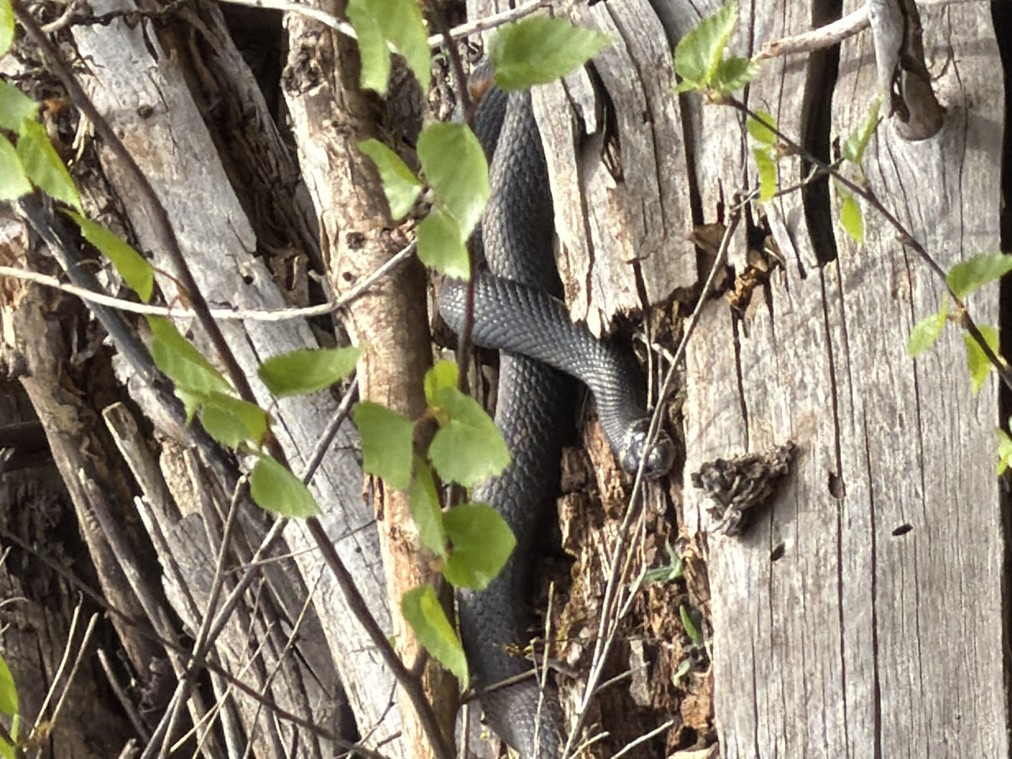 In an outdoor setting near Прикамский, Russia, a dark-colored snake is positioned amidst the bark of a tree and branches. The snake's body is wrapped around the tree. Green leaves of foliage are scattered in the foreground. The scene is lit by natural sunlight.