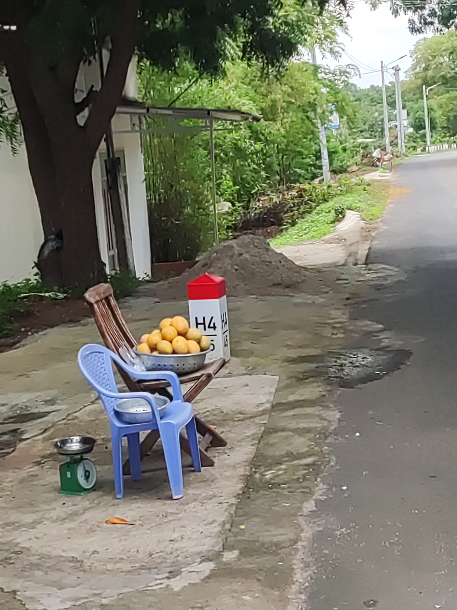 The image depicts a roadside scene, likely a vendor's temporary setup, in a rural or semi-rural setting.
**Subjects:** The central subjects are a collection of objects arranged on a concrete path beside an asphalt road. These include a wooden folding chair and a blue plastic chair. A metal bowl overflowing with numerous yellow fruits, resembling mangoes, rests on the wooden chair. A green mechanical weighing scale is placed on the ground next to the blue chair. Behind the chairs, a distinct red and white marker post stands upright. Nearby, a small pile of sand is visible on the ground. To the left, a large tree with a thick, dark trunk and green foliage dominates the foreground. The background features abundant green trees and shrubs, along with utility poles and power lines running alongside the road. The road surface appears wet in places, with several puddles.
**Activity or event taking place:** The presence of the fruit-filled bowl and the weighing scale strongly suggests a temporary roadside stall for selling produce. The absence of people indicates the vendor might be momentarily away or out of frame.
**Notable details:** The scene appears to take place during the daytime, under an overcast sky or diffused light, as there are no harsh shadows. The visible puddles on the ground and road imply recent rainfall or consistently wet conditions. The lush greenery and the type of roadside infrastructure suggest a rural or less urbanized environment.
**Visible text:** The red and white marker post clearly displays the text "H4" prominently. Below it, the text "H4 / 5" is also visible.