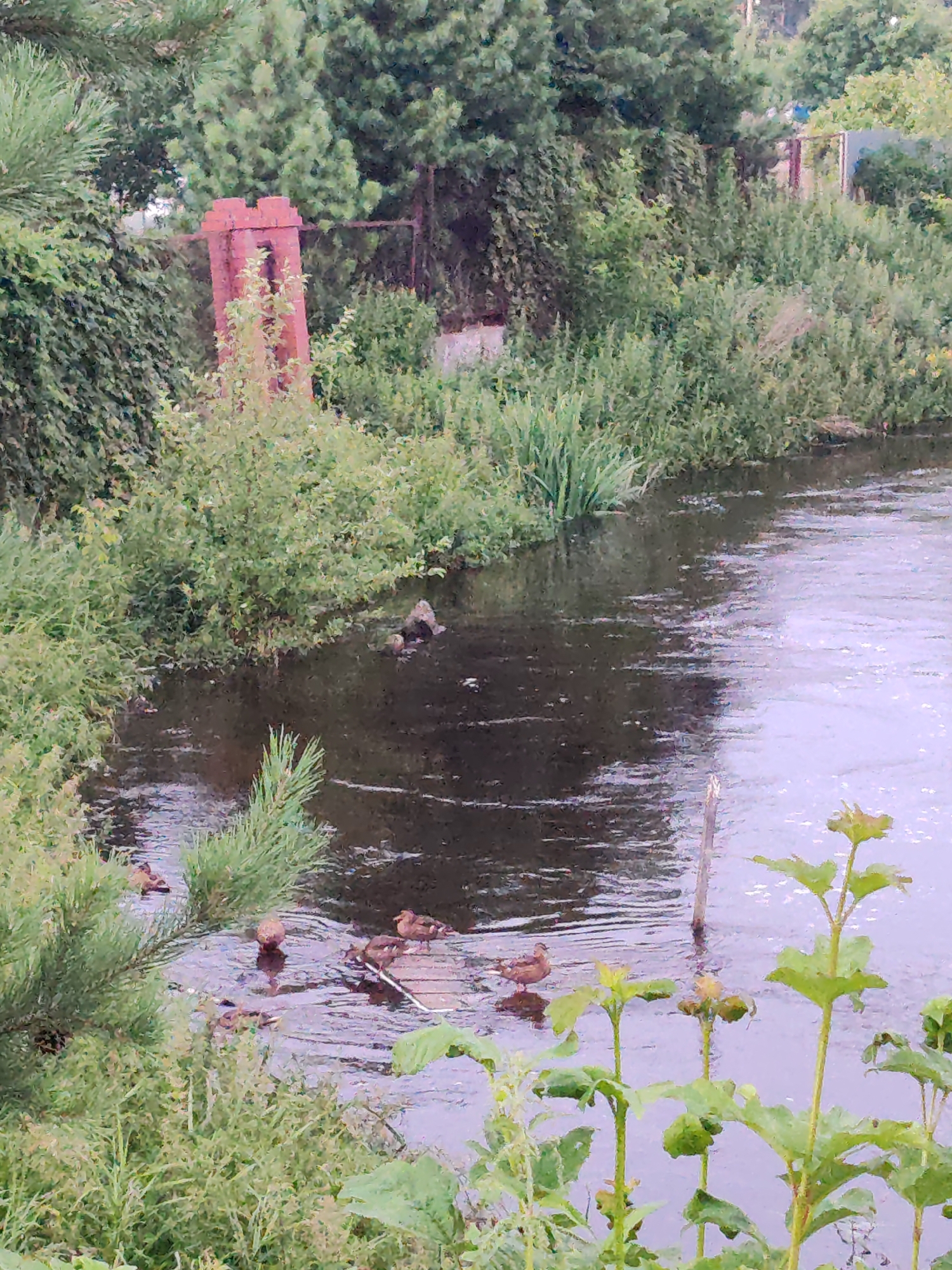 The image depicts a natural scene along a body of water, likely a river or canal, with dense green foliage lining the banks. In the middle ground, a brick structure, possibly a chimney or part of an old building, stands amidst the greenery. Several ducks are visible in the water, some clustered together on a wooden structure, while others are swimming individually. The water surface is rippled, reflecting the overcast sky and surrounding vegetation. The foreground is dominated by various green plants, including tall grasses and leafy bushes, with a pine branch extending from the left. The scene appears to be a natural or semi-natural area on the outskirts of a settlement, with hints of human presence suggested by the brick structure and a possible fence in the background. The location is specified as Kashino, Russia.