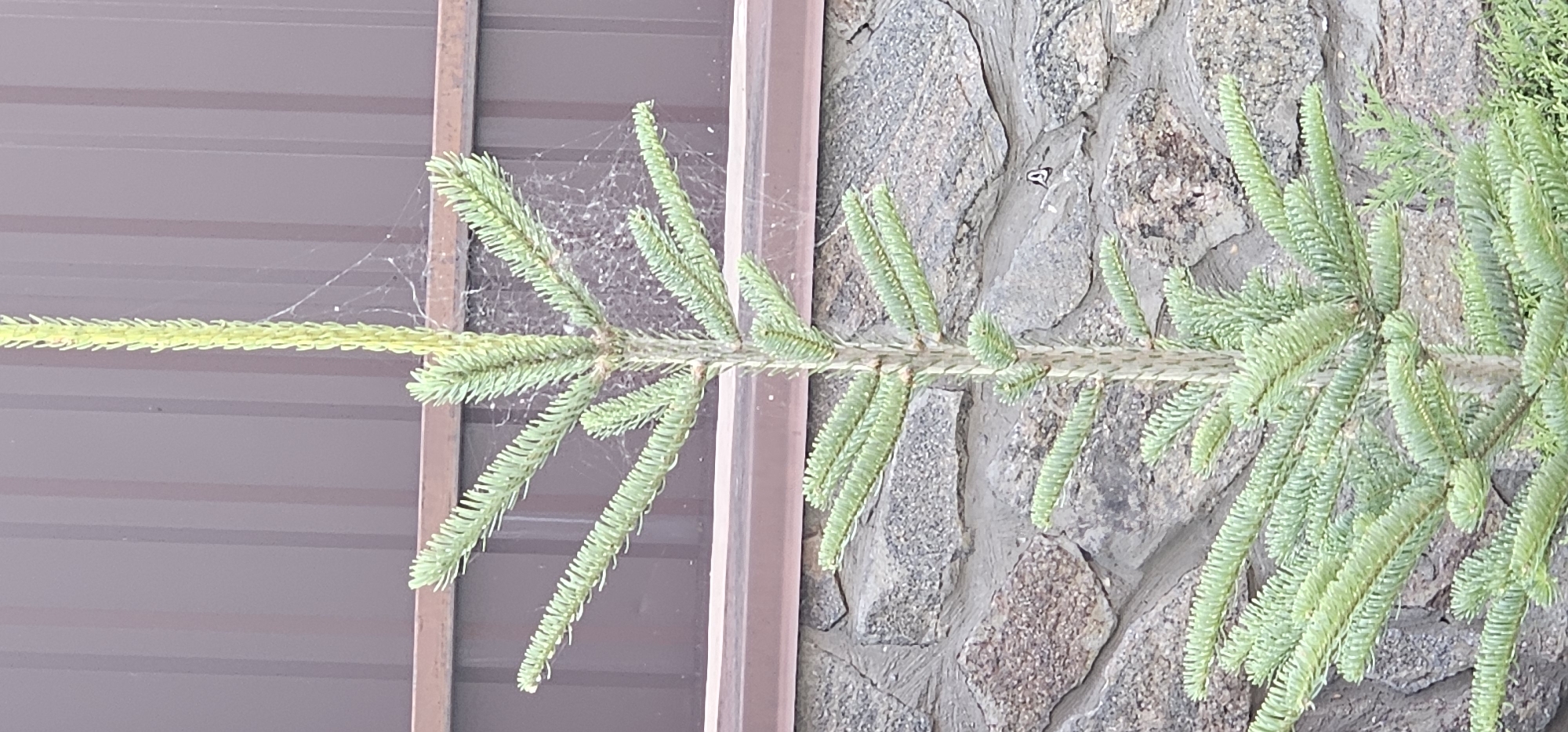 A small evergreen tree with sparse, light green needles stands in front of a textured brown fence and a stone wall. Delicate cobwebs are visible on the tree's upper branches and extending to the fence. The stone wall is constructed from irregular, variously colored stones, mortared together. A small dark object, possibly an insect, is visible on the stone wall to the right of the tree. The lighting suggests it is daytime.