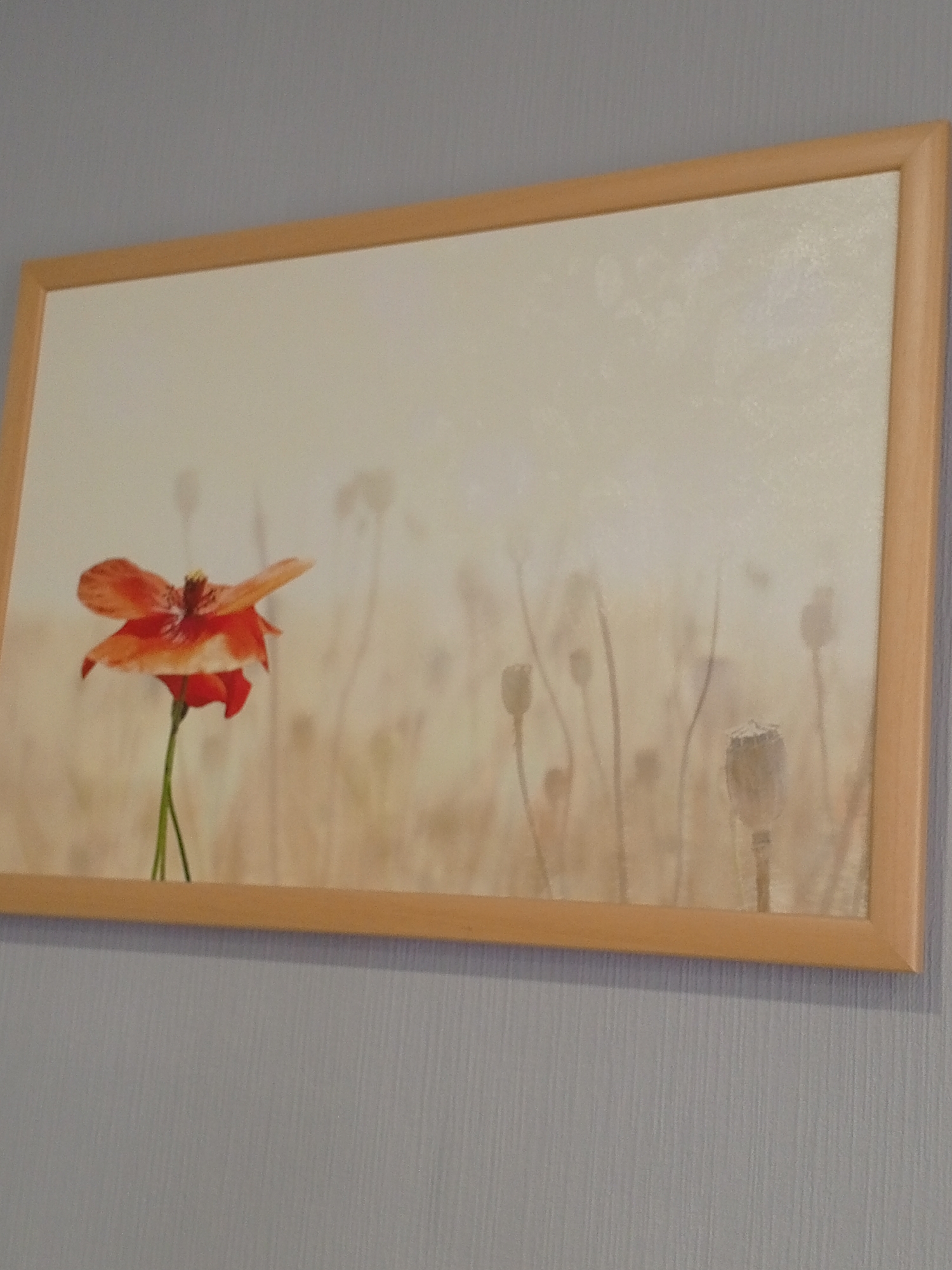 A framed artwork hangs on a textured gray wall. The artwork depicts a single, vibrant orange poppy in the foreground, with a field of faded poppy seed heads in the background. The poppy has delicate, translucent petals and a dark center. The background is rendered in soft, muted tones, creating a dreamy and ethereal atmosphere. The frame is a light, natural wood. The scene is indoors, suggesting it is a domestic or commercial space. There are no people or animals present. The lighting is even and soft, highlighting the subtle details of the artwork. The overall impression is one of natural beauty and tranquility. The artwork does not provide any specific clues to its location in Sochi, Russia.