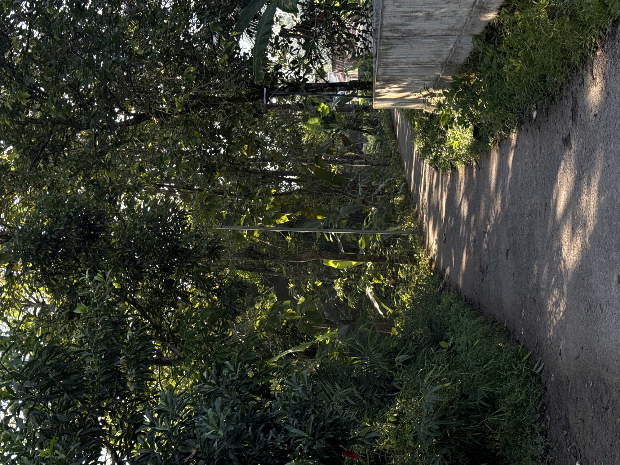 The image shows a shaded, paved road curving to the right, surrounded by lush green vegetation and trees. Sunlight filters through the leaves, casting dappled shadows on the road. A concrete wall runs along the right side of the road, with a street lamp visible further down. In the distance, through the trees, a building with a tiled roof can be seen. The scene appears to be a quiet, rural or suburban area in Kalirancang, Indonesia, likely captured in the morning or late afternoon due to the quality of the light. There are no people or animals visible in the frame.