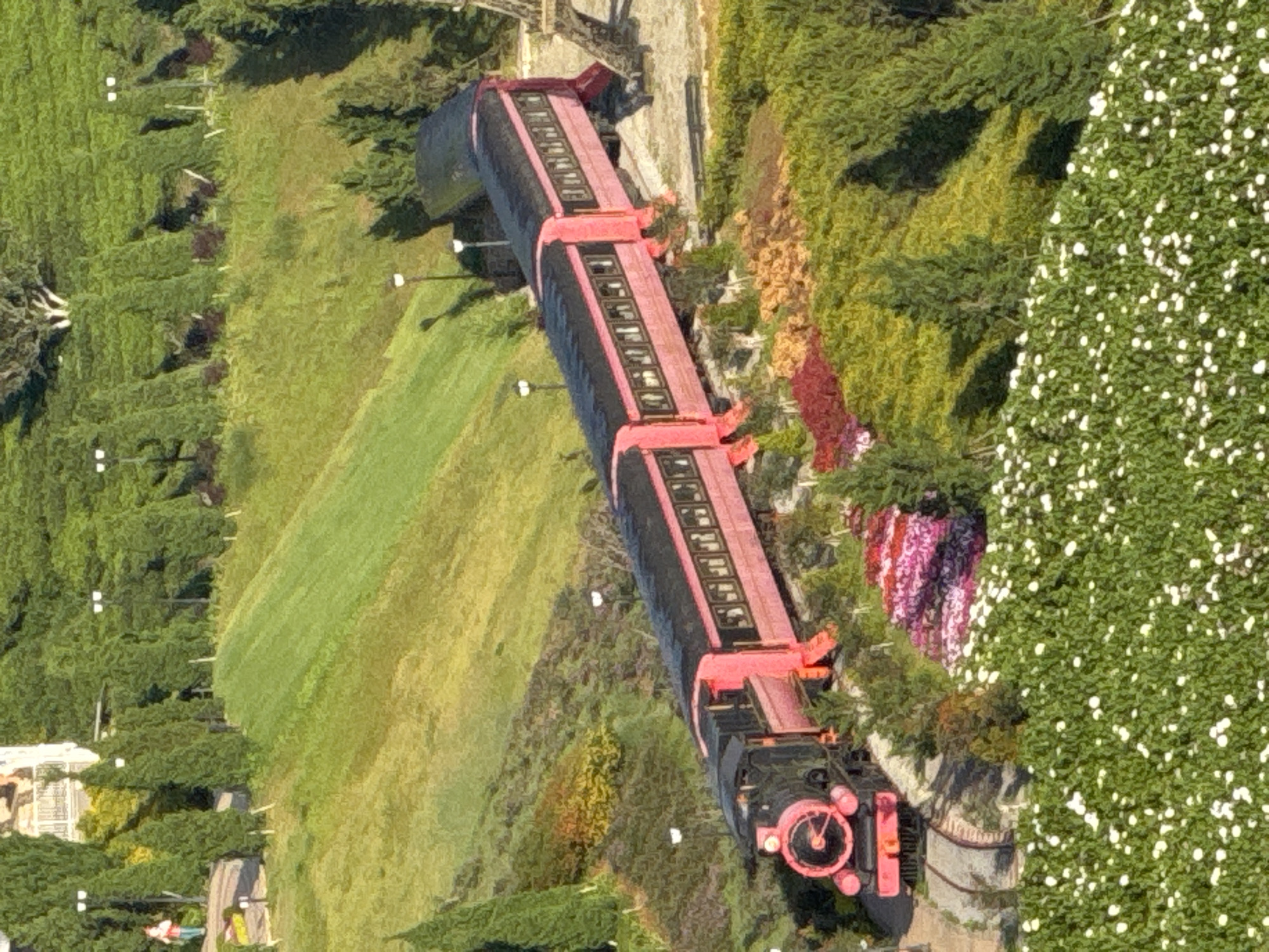In Trường Thọ, Vietnam, a miniature pink train with a black engine is depicted traveling on a winding track through a vibrant landscape. The train consists of a locomotive and several passenger cars, all painted in bright pink with black roofs and windows. The surrounding environment is characterized by lush green hillsides, manicured lawns, and scattered cypress trees. A path with lampposts is visible on an upper level, and a small figure in a red shirt and blue pants walks on this path. In the foreground, there is a dense patch of white flowers. The scene suggests a well-maintained garden or park setting, possibly a tourist attraction, designed to resemble a larger landscape with miniature elements.