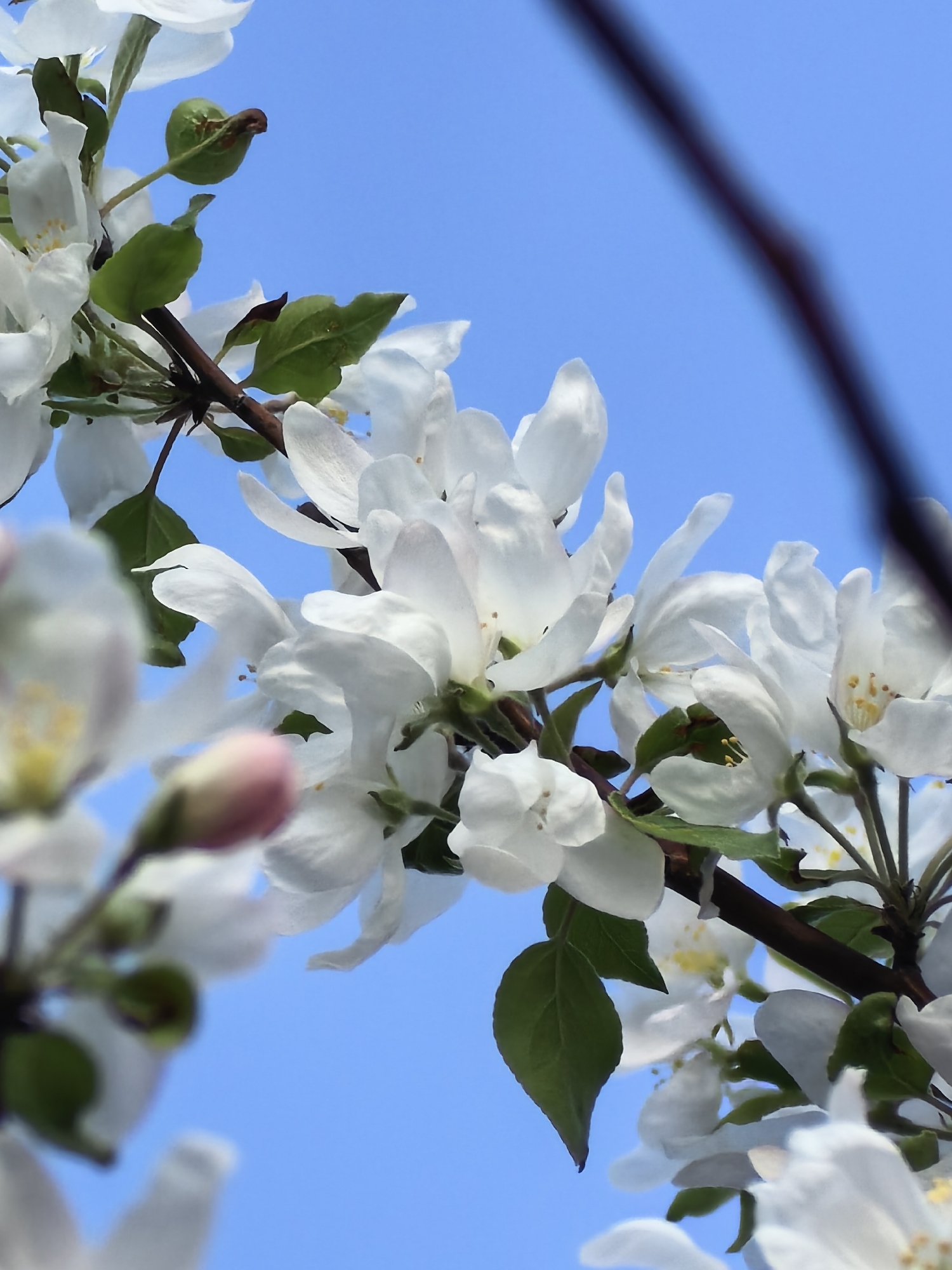 The image shows a close-up of an apple tree branch in bloom against a clear blue sky. The white apple blossoms are the main subject, with some green leaves and small, developing green apples also visible. The branch is dark brown. The background is a uniform light blue.
The location, Misaylovo, Russia, is not visually discernible from the image itself, but could be inferred if information outside the image were known.