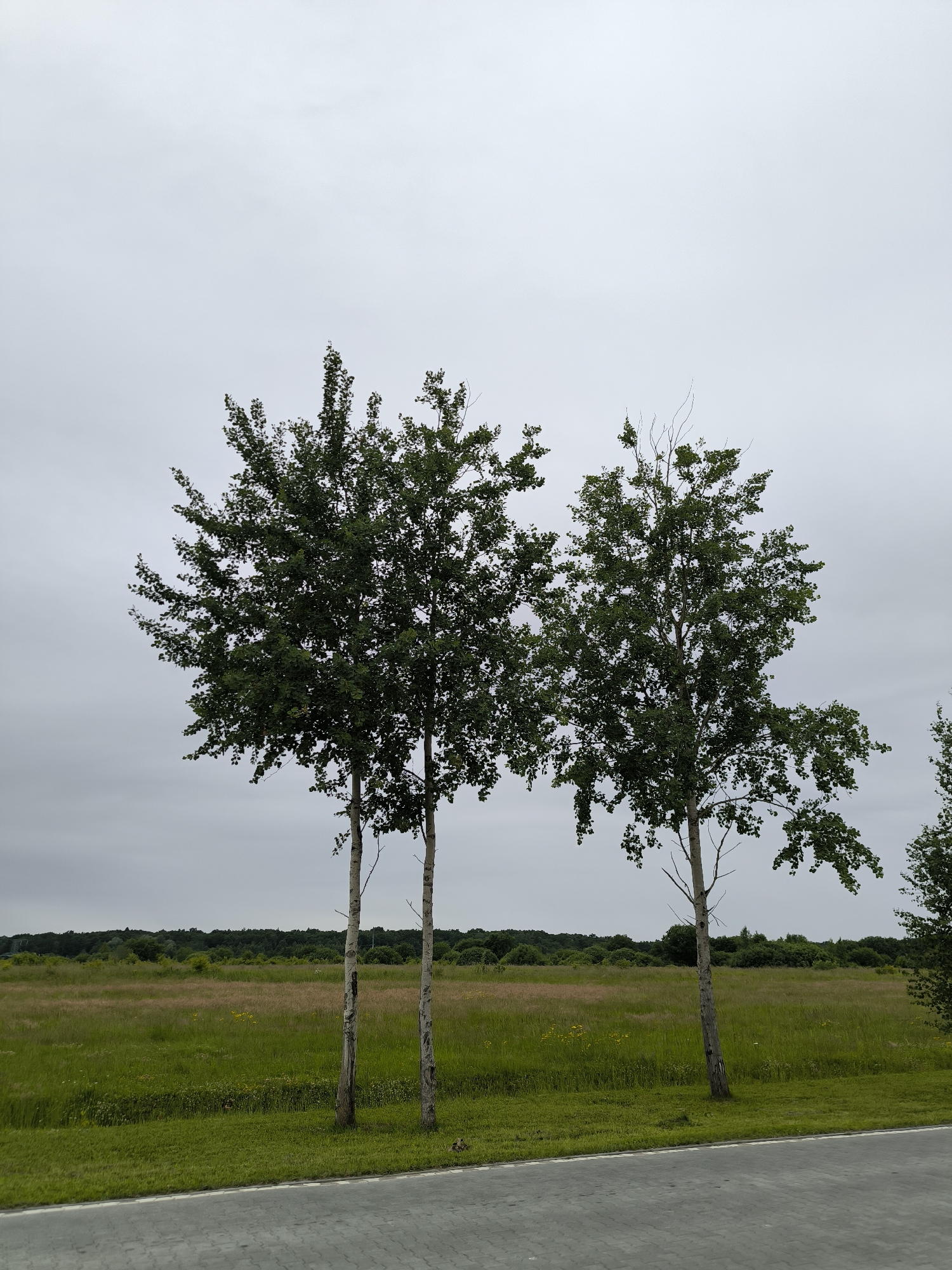 A photograph taken in Laskino, Russia, captures a row of three young trees standing tall against a backdrop of a verdant field and a overcast sky. The trees, with their slender trunks and full canopies of green leaves, are positioned in the foreground. The field behind them is a tapestry of lush green grass interspersed with patches of taller, dry grasses that display hints of pink and yellow. In the distance, a dense line of dark green trees forms a natural horizon. The ground in the immediate foreground is paved with grey interlocking stones, separated from the grassy area by a white border line. The overall atmosphere is serene and natural, with the muted light suggesting a cloudy day.