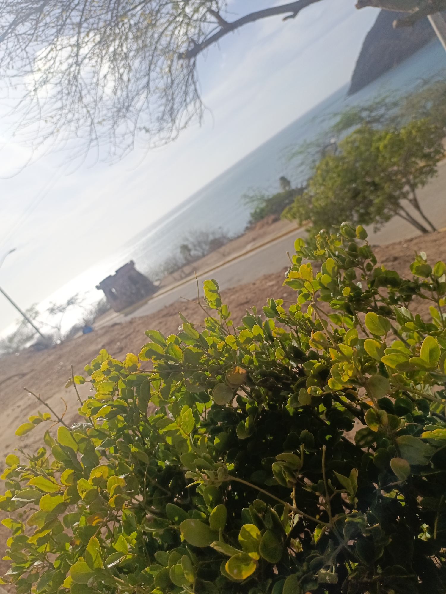 The image depicts a coastal scene in Juan Griego, Venezuela, from a slightly elevated perspective. In the foreground, a dense shrub with small, rounded green leaves dominates the view. Beyond the shrub, the scene opens to a view of a sandy area meeting a paved road. In the background, there is a light-blue body of water, most likely the ocean, extending towards a distant, hazy coastline. To the left, a partial view of a building or structure can be observed. A tree branch is partially visible at the top left corner of the frame. The overall lighting suggests a bright, sunny day.