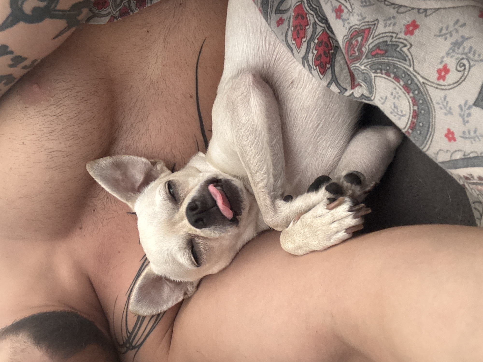 The image shows a close-up of a person's bare chest and shoulder with tattoos, as a small, light-colored dog with its eyes closed and tongue sticking out lies on top of the person. The dog appears to be resting or sleeping. The background consists of a patterned fabric. No specific location in Sofia, Bulgaria is identifiable from the image.