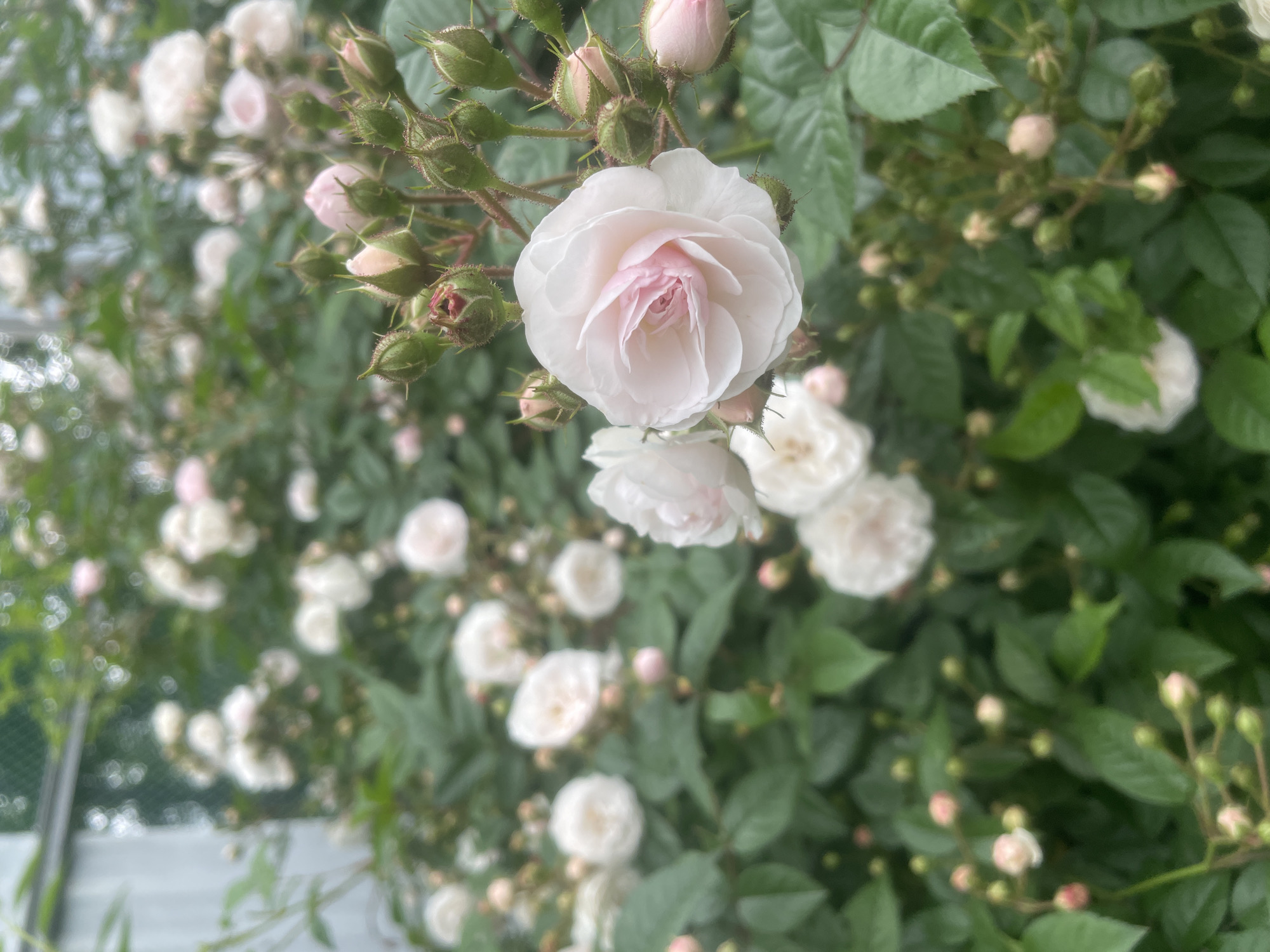 This is a close-up, eye-level shot of a rose bush in the city of Yasnoe, Russia. The bush is laden with pale pink and white roses, some in full bloom and others as tight buds. The foreground is dominated by a single, large, fully opened rose, its delicate petals a soft blend of white and blush pink. Surrounding it are numerous smaller blooms and clusters of fuzzy green buds, many with hints of pink. The background is a soft blur of more roses and lush green foliage, creating a sense of depth and abundance. A faint green chain-link fence is visible in the upper left corner, suggesting the rose bush may be in a garden or yard. The lighting is soft and diffused, indicating an overcast day or early morning/late afternoon. There are no people or animals present.