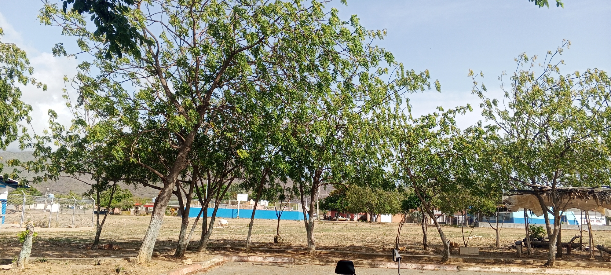 The image depicts an outdoor scene, likely in Juan Griego, Venezuela, under a bright, partly cloudy sky. The foreground features a paved area and dry, parched ground with scattered fallen leaves and twigs. Several trees with green foliage are prominent, with some showing white or gray bark. One tree on the right has a makeshift shelter constructed from branches and a tarp overhead.
In the mid-ground, a fenced area encloses a sports court with a blue surface and a white basketball hoop. Beyond the court, there are buildings with light-colored walls and blue accents, as well as some smaller structures and a vehicle. In the background, rolling hills with sparse vegetation are visible. The overall impression is of a somewhat arid, open area with elements of a school or community space. There are no people clearly visible in the image.