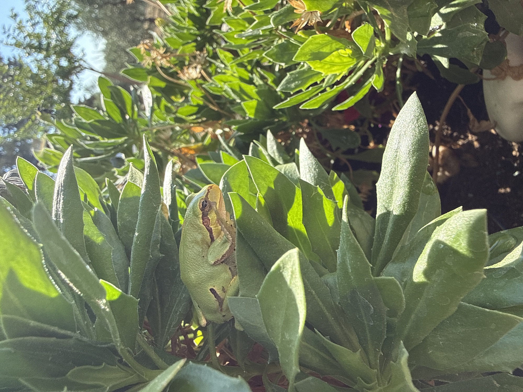 A light green tree frog is nestled amongst thick, green succulent leaves in Imeros, Greece. The frog is positioned horizontally, its body partially obscured by the leaves, with its head turned to the right, revealing its eye. The sunlight illuminates the frog and plants, creating strong contrasts and highlighting the textures of the leaves. In the background, out-of-focus trees and a bright sky suggest an outdoor, natural setting.