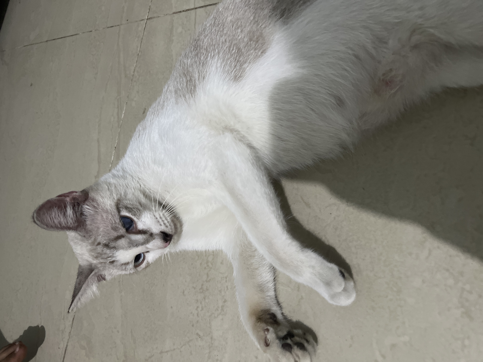 A white and gray cat with blue eyes is lying on a tiled floor in what appears to be a home. The cat is in a relaxed pose, with its body stretched out and its head turned to the side, looking down. Its fur is short and soft, with distinctive gray markings on its ears, face, and back. The tiled floor is light-colored and appears to be clean. A shadow of a person's hand is visible in the upper left corner of the image, suggesting that someone may have been interacting with the cat. The lighting in the room is dim, creating a shadow of the cat on the floor. The location of this scene is Klapanunggal, Indonesia.