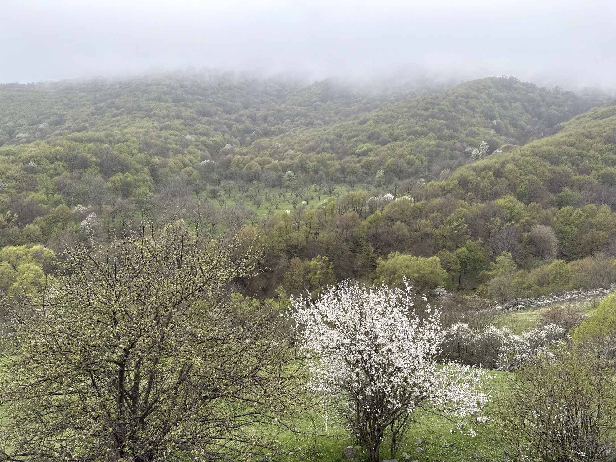 The image depicts a landscape scene in the city of Karaberd, Armenia. In the foreground, there are several trees, one with white blossoms prominently displayed. In the background, a hillside covered with trees is visible. The top of the hill fades into a thick fog or mist. The overall atmosphere is overcast and slightly muted in color.