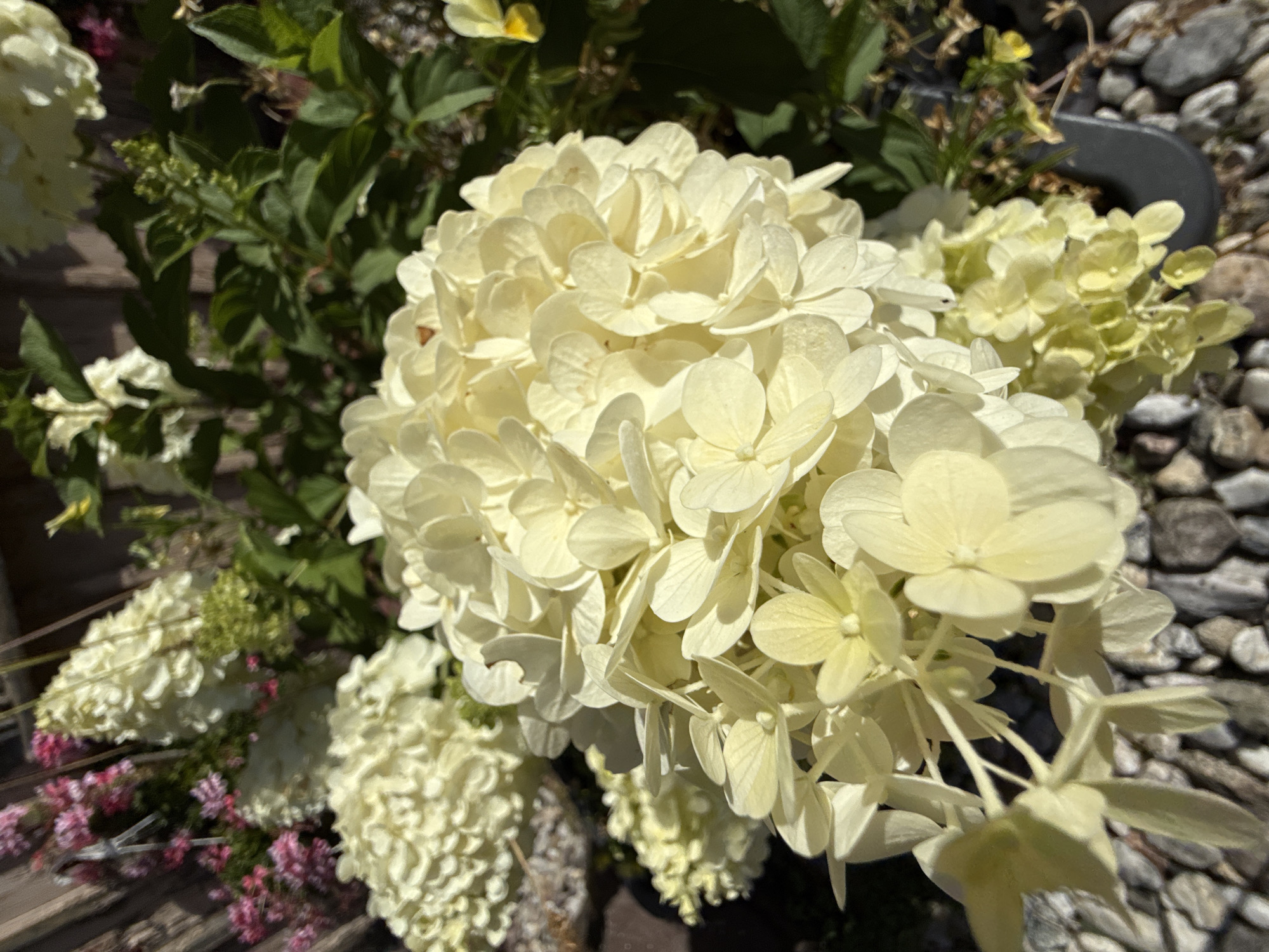 The image shows a close-up view of a cluster of pale yellow hydrangea flowers in an outdoor setting, possibly a garden or park. The flowers are dense and spherical, with numerous small petals. In the background, other flowers, green leaves, and some dark foliage are visible. The ground is covered with small, gray stones. The lighting suggests it is daytime, with sunlight casting shadows on the flowers. There are no people or animals in the image. There is no information available to determine the specific location in the city of Walkenried, Germany.