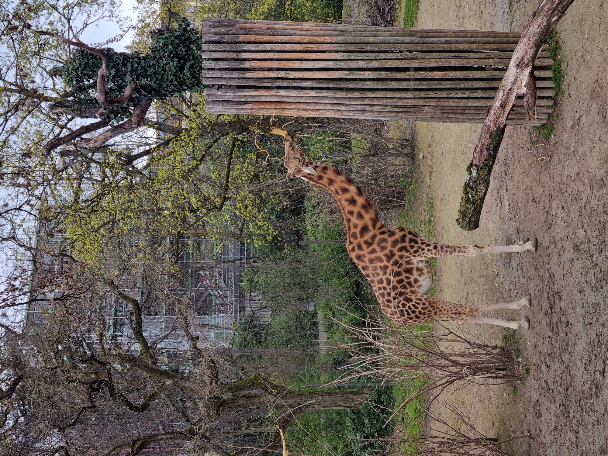 The image depicts a giraffe in an outdoor enclosure, likely a zoo, in Schallstadt, Germany. The giraffe, with its distinctive brown spots, is stretching its neck upwards to reach leaves on a tree branch. A wooden fence-like structure is positioned next to the tree. The background includes trees with bare branches and other vegetation, along with a building under construction covered in scaffolding. The ground appears to be dirt and mud.