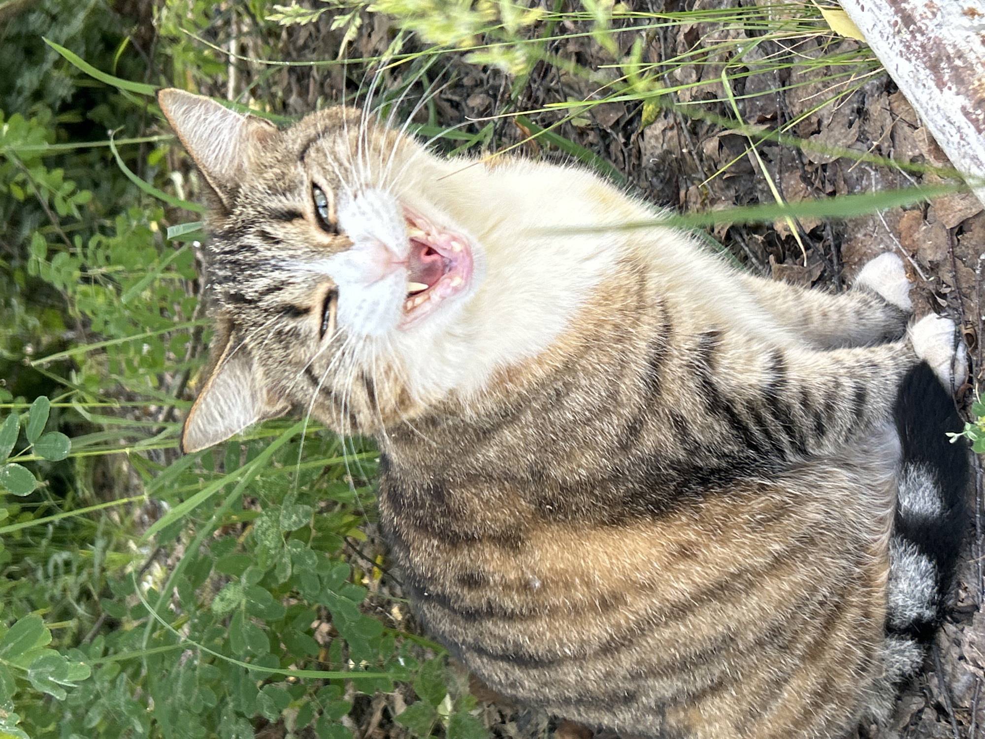A tabby cat is sitting amidst green foliage and dry leaves, with its mouth wide open in a yawn or hiss, revealing its teeth. The cat has striped fur in shades of brown and grey, with white markings on its chest and face. Its eyes are partially closed, and one eye appears to be winking. The background consists of out-of-focus green plants and the ground covered with leaves and twigs. The lighting suggests it is daytime. The image does not contain any specific markers to place it in Chaikovsky, Russia.