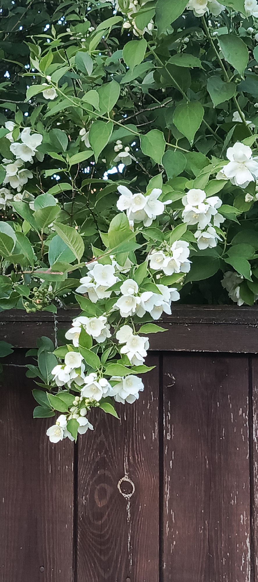 A close-up, vertical shot shows a branch of white jasmine flowers with green leaves cascading over a dark brown wooden fence. The fence appears weathered, with visible grain and some peeling paint. The flowers are in various stages of bloom, with some buds and fully opened blossoms. The background is a blur of more green foliage. The scene is set outdoors, likely in a garden or yard. There are no people or animals visible in the image. The overall impression is one of natural beauty and rustic charm. The location provided, "Мерчалово Снт, Russia," suggests this is a scene from a dacha or country house area in Russia.