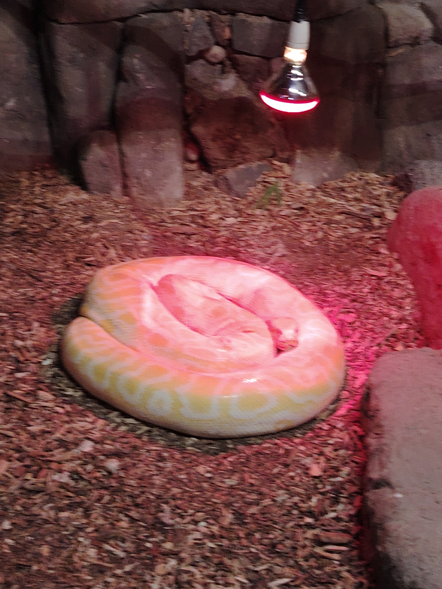 This image captures an albino python coiled and resting within an enclosure. The large snake, predominantly yellow and white with faint patterned markings, is positioned in the center, basking under a heat lamp. The lamp, featuring a red bulb, hangs from above, casting a strong red and pink glow over the snake and its surroundings.
The ground of the enclosure is covered with loose wood chips or mulch, providing a naturalistic substrate. In the background and partially visible on the right, there are various rock formations, appearing to be part of the habitat's decor or walls. These elements suggest a controlled environment, likely in a zoo, pet store, or private collection, designed for reptile care. The snake appears to be in a state of rest, possibly thermoregulating under the warmth of the lamp. No text is visible in the image. Given the provided context, the location is Tepebaşı, Turkey.