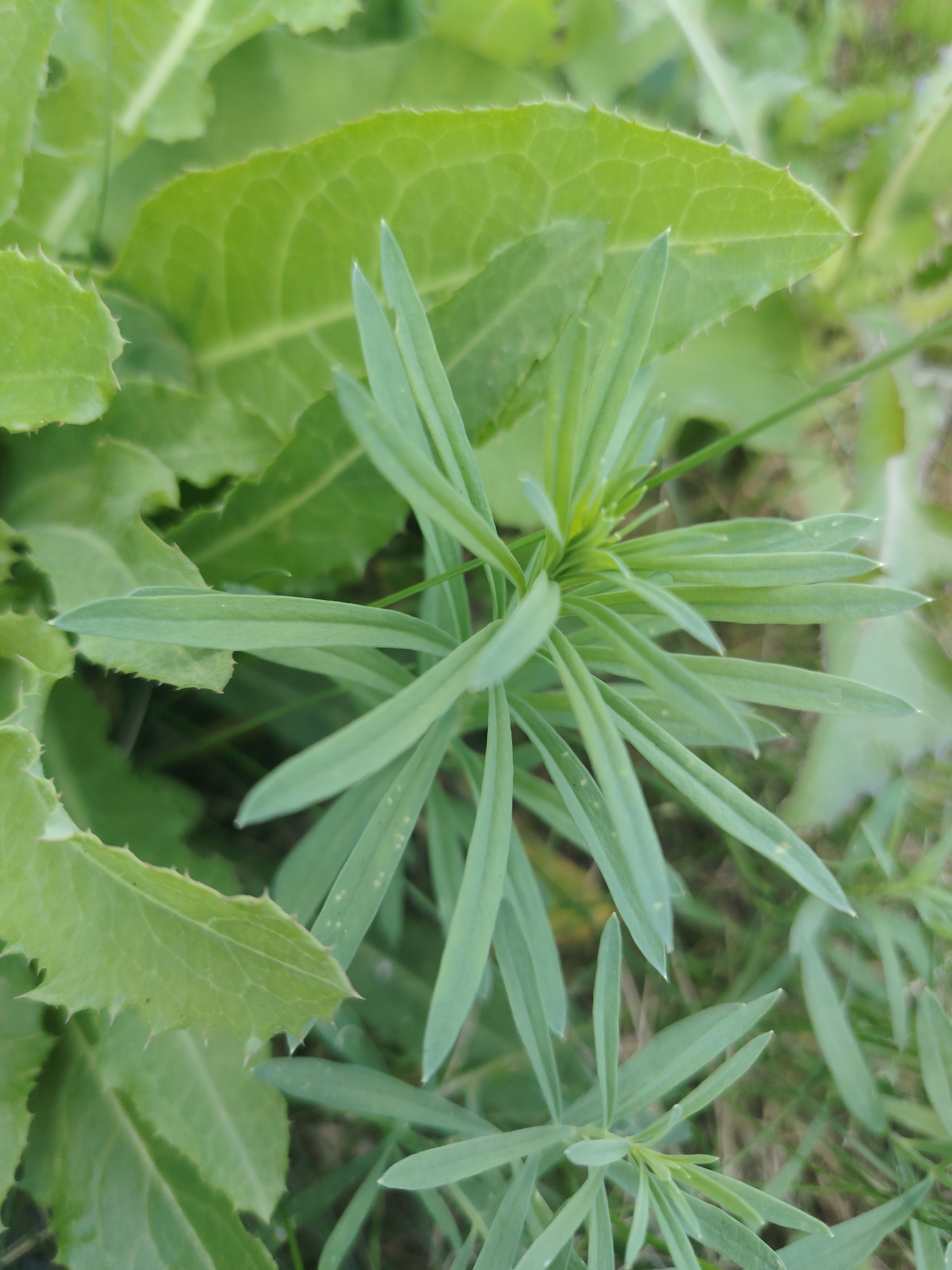 The image shows a close-up of green foliage outdoors, possibly in a natural or garden setting. The primary focus is on a plant with narrow, elongated leaves radiating from a central point. In the background, larger, broader leaves with serrated edges are visible. The lighting suggests it is daytime, and the overall impression is one of lush vegetation. There are no people or animals present in the image, nor any man-made objects. The location is specified as Khorugvino, Russia.