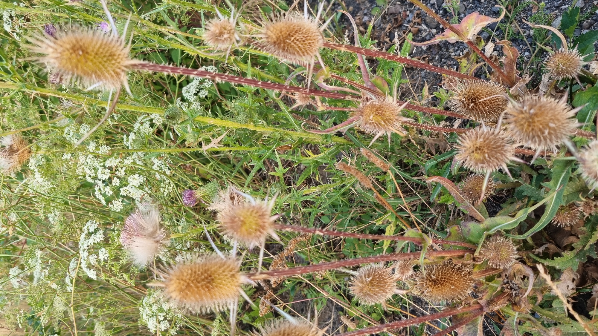 This is a close-up, vertical, outdoor photograph of a patch of wild plants. The foreground is dominated by several dried seed heads of what appear to be teasel plants, characterized by their spiky, ovular forms and dried brown coloration. The stems of these plants are reddish-brown and thorny. Surrounding the teasel are various other green plants, including some with small white flowers, possibly Queen Anne's Lace, and other spiky green thistles with purple florets. The ground is a mixture of soil and small dark gravel. The overall impression is of a wild, untamed area, possibly a roadside verge or a neglected field. The photograph was taken in Berehove, Ukraine, in an outdoor setting. There are no people or animals visible in the image, and no specific actions are depicted.