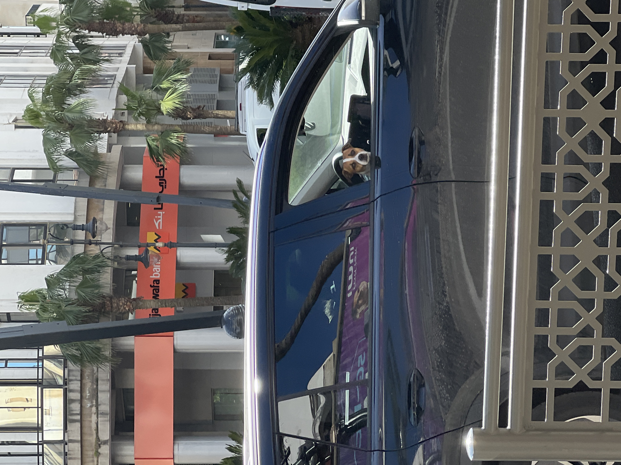 A brown and white Jack Russell Terrier-type dog is observed in the driver's seat of a dark-colored vehicle, peering out the open driver's side window. The vehicle is parked or stopped on an urban street during daylight hours. A decorative metal railing with a geometric pattern partially obstructs the lower portion of the car in the foreground. In the midground, several palm trees line the street, and a white van is partially visible. The background features a modern, multi-story building with a light-colored facade and large windows. An orange banner on the building prominently displays the text "wafa ban" and the full Arabic script for "Attijariwafa Bank" (تجارى وفا بنك). This scene is located in the city of Tangier (Tanger), Morocco. No human figures are visible in the frame.