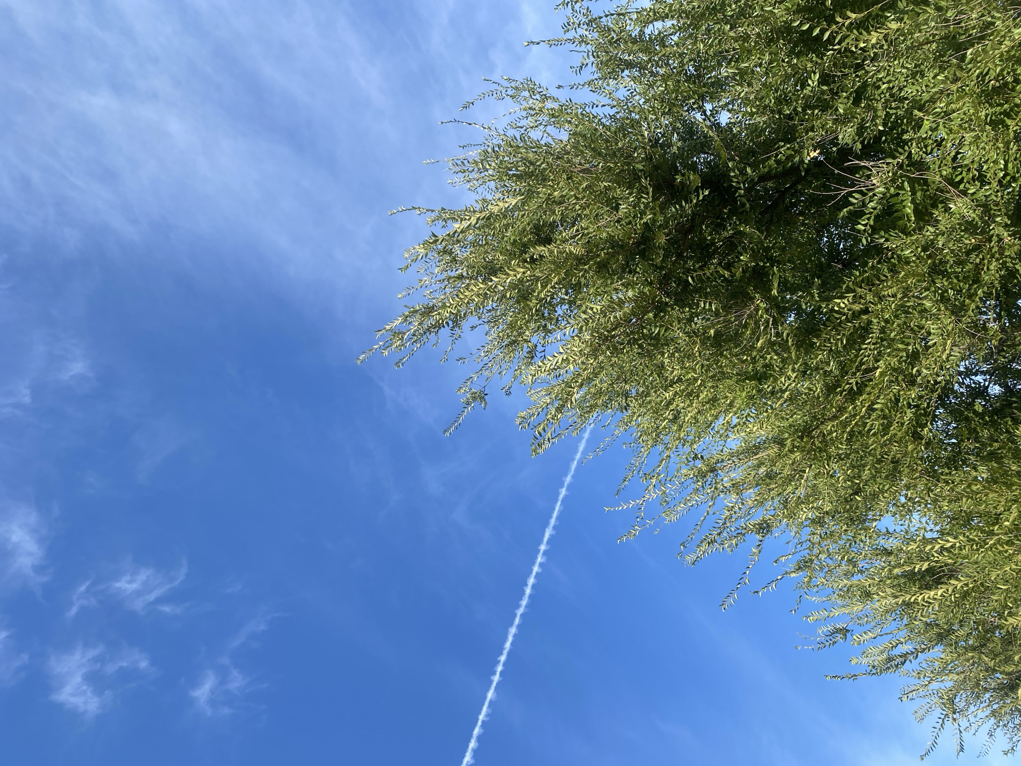 The image shows a view of the sky with wispy clouds and a visible contrail from an aircraft. In the foreground, the lush green foliage of trees partially obscures the view. The scene is set in Байқоныс ауылдық округі, Kazakhstan. There are no people or any discernable actions taking place in the image. The environment is natural, with the sky and trees being the dominant elements.