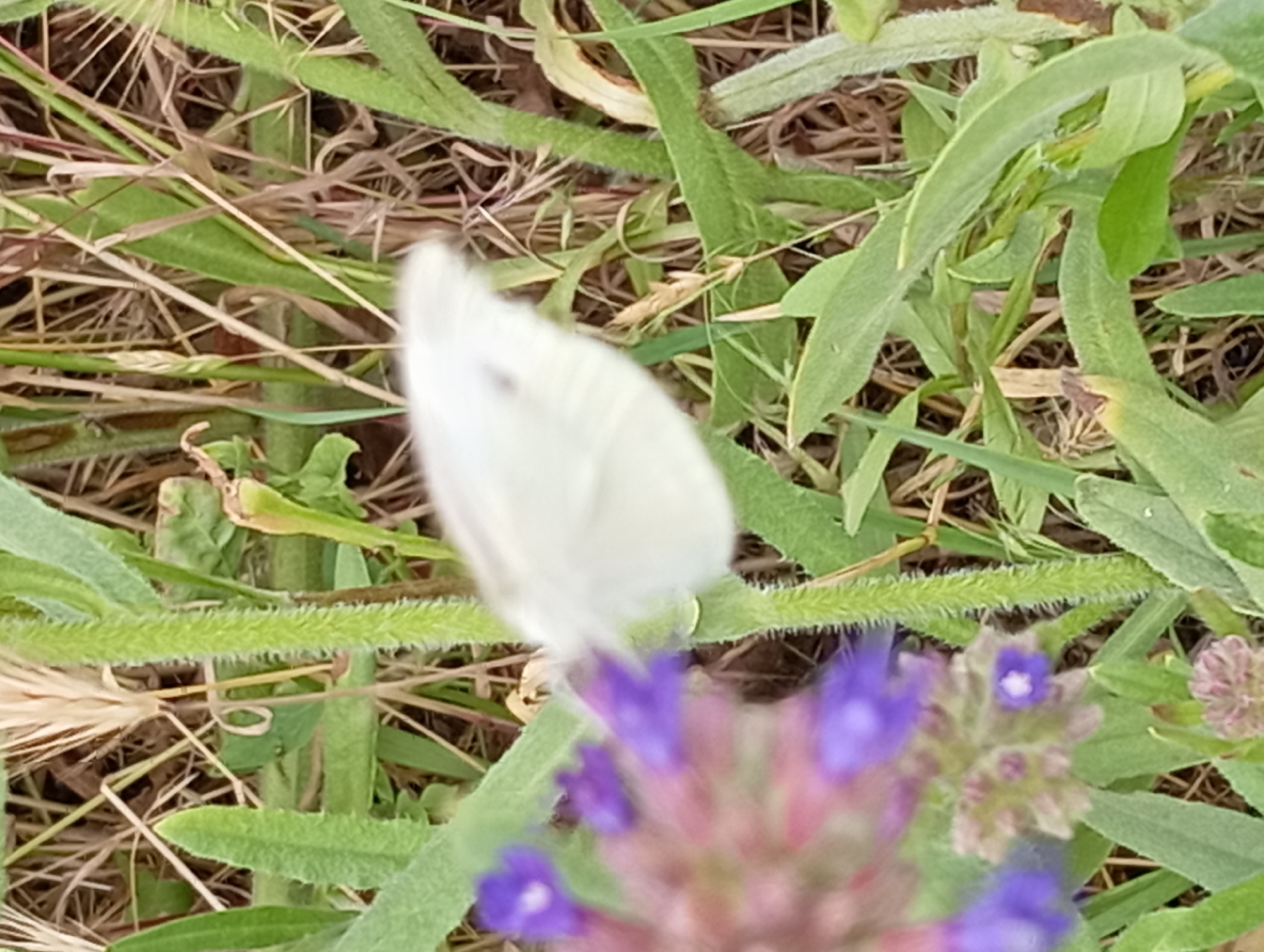 A white butterfly is perched on a green stem in a grassy area. The butterfly is mostly out of focus, with its wings slightly open. In the foreground, a cluster of small purple flowers is also blurred. The background consists of dry grass and green foliage. The image appears to have been taken outdoors during the daytime, with natural light illuminating the scene. The setting is a natural environment, likely a field or meadow. There is no visible text in the image.
