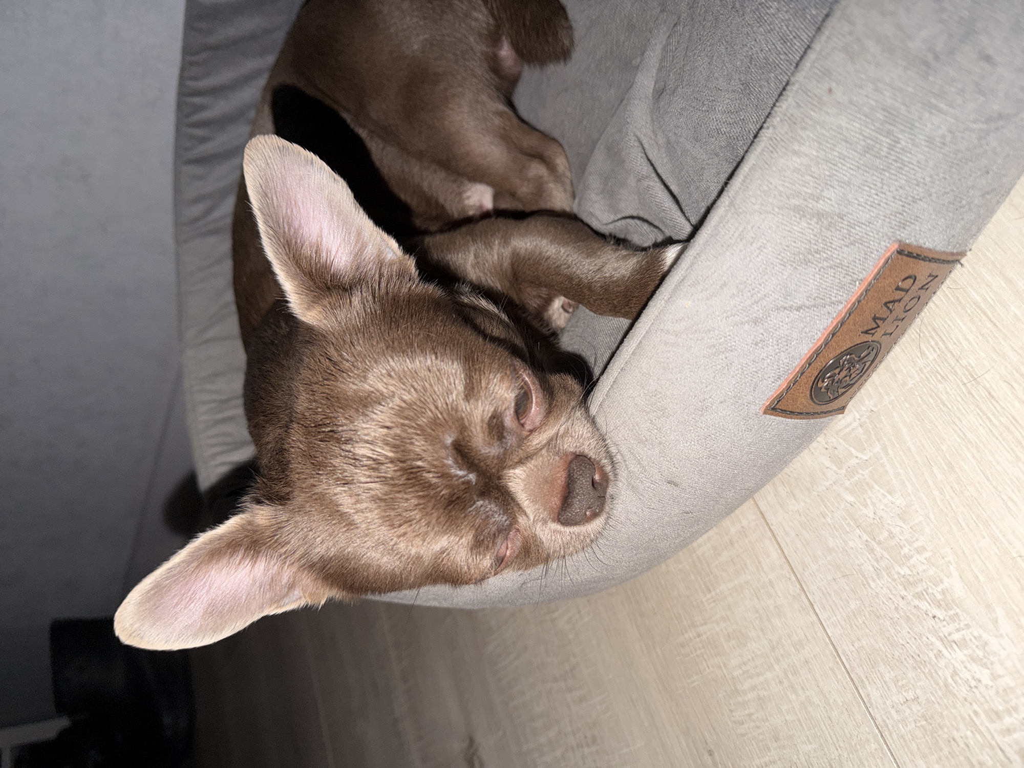 A small, brown Chihuahua lies curled in a gray dog bed on a light-colored, wood-look floor. A brown tag labeled "MAD LION" is attached to the edge of the bed. The dog is sleeping with its eyes closed and its head resting on the edge of the bed. Its ears are erect. The location in Votkinsk, Russia is unknown, as the image does not provide any geographical information.