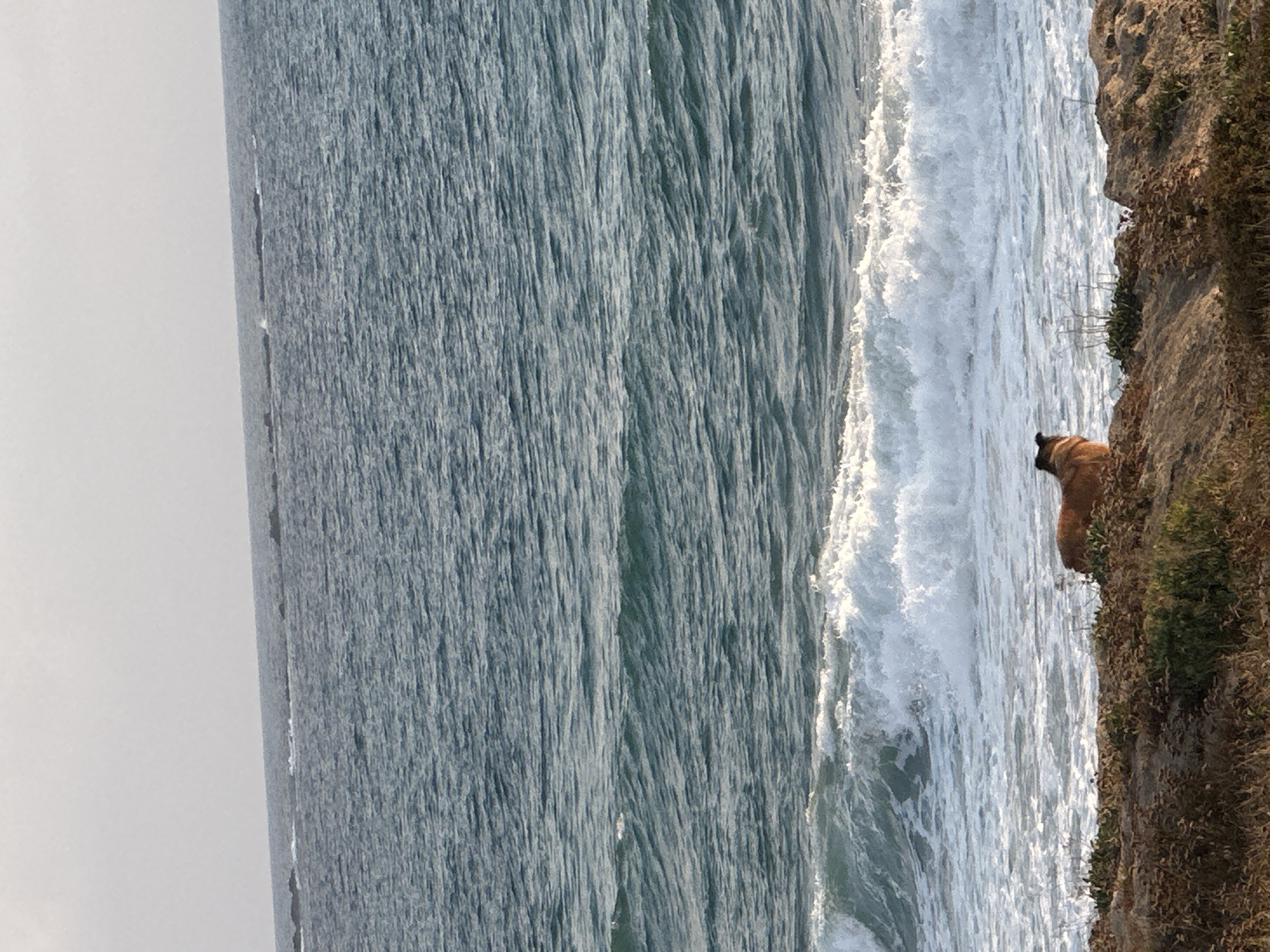 The image depicts a dog sitting on a rocky shoreline overlooking the Mediterranean Sea in the city of Mate Asher Regional Council, Israel. The dog, a medium-sized breed with reddish-brown fur, is facing away from the camera, gazing at the waves. The sea is a deep blue, with white foam crashing against the shore. The sky is overcast and the overall lighting suggests either early morning or late afternoon. The foreground consists of dry vegetation and rocks, typical of the coastal landscape in the region. There are no other people or animals visible in the immediate vicinity of the dog.
