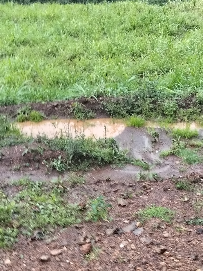 The image displays an outdoor environment within Nyansiongo ward, Kenya. The upper section of the frame shows a dense, verdant expanse of tall green grass. Below this, a narrow, irregular channel containing murky, light brown water stretches horizontally across the middle ground. The banks of this water-filled channel consist of dark, damp soil, interspersed with small green plants and weeds. The lower foreground presents uneven ground composed predominantly of reddish-brown soil, mixed with scattered rocks, pebbles, and sparse patches of green vegetation. No individuals, animals, or man-made structures are visible.