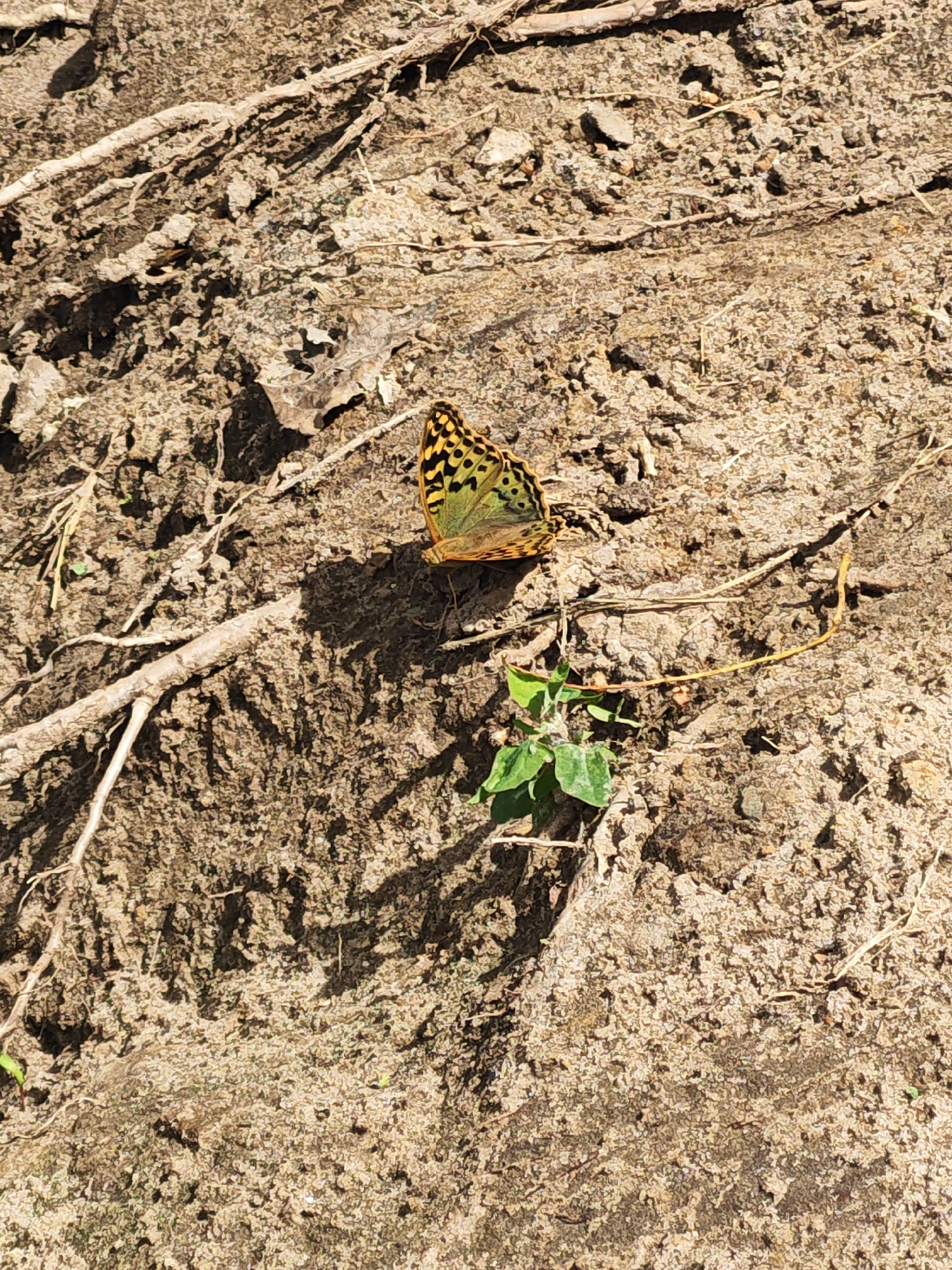 A single butterfly with orange and black wings is resting on dry, cracked earth. The butterfly is centrally located in the frame, with its wings spread open. The ground is a light brown color and appears dry and dusty, with scattered small stones and debris. A few dried twigs and a small green plant are also visible on the ground. The lighting suggests it is daytime, with a shadow cast by the butterfly. The scene is an outdoor environment, likely in a natural setting. There is no information in the image to indicate the location in the city of Krutinskii, Russia.