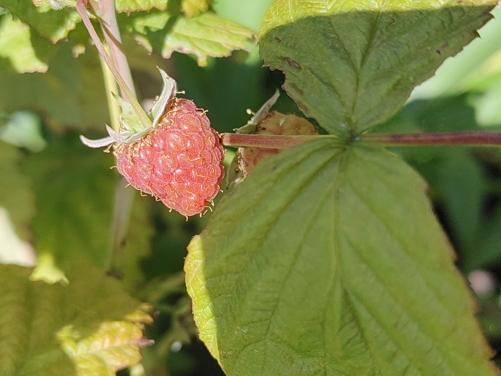 The image shows a close-up of a single ripe raspberry hanging from a branch amongst green leaves. The raspberry is red and appears slightly fuzzy, with visible drupelets. The surrounding leaves are vibrant green, with some showing signs of yellowing or browning at the edges, indicating maturity or a natural cycle of growth. The lighting suggests it is daytime with sunlight filtering through the foliage, creating shadows and highlights. The background is blurred, with more greenery and hints of other plant parts. There are no people or any indication of an urban environment. The scene is natural and appears to be outdoors, likely in a garden or a natural setting where raspberries grow. There is no information in the image that would allow for the determination of its location in Hrodna, Belarus.