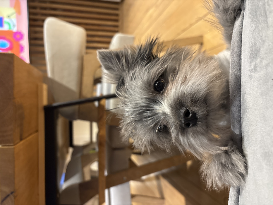 This image captures a small, grizzled grey and white terrier-type dog, positioned in the lower-center frame and looking directly forward. The dog possesses dark eyes and a black nose, with one ear slightly folded. Its front paws rest on a grey, soft, fabric-covered surface that occupies the bottom portion of the image. The background reveals an interior setting with a light-toned wooden floor. A wooden table with a black metal frame and light-colored chairs with wooden legs are visible. To the right, a wall constructed of vertical wooden slats is present, above which a blurry, colorful abstract artwork is mounted. The scene is illuminated by ambient indoor light within a domestic environment in Chaikovsky, Russia.