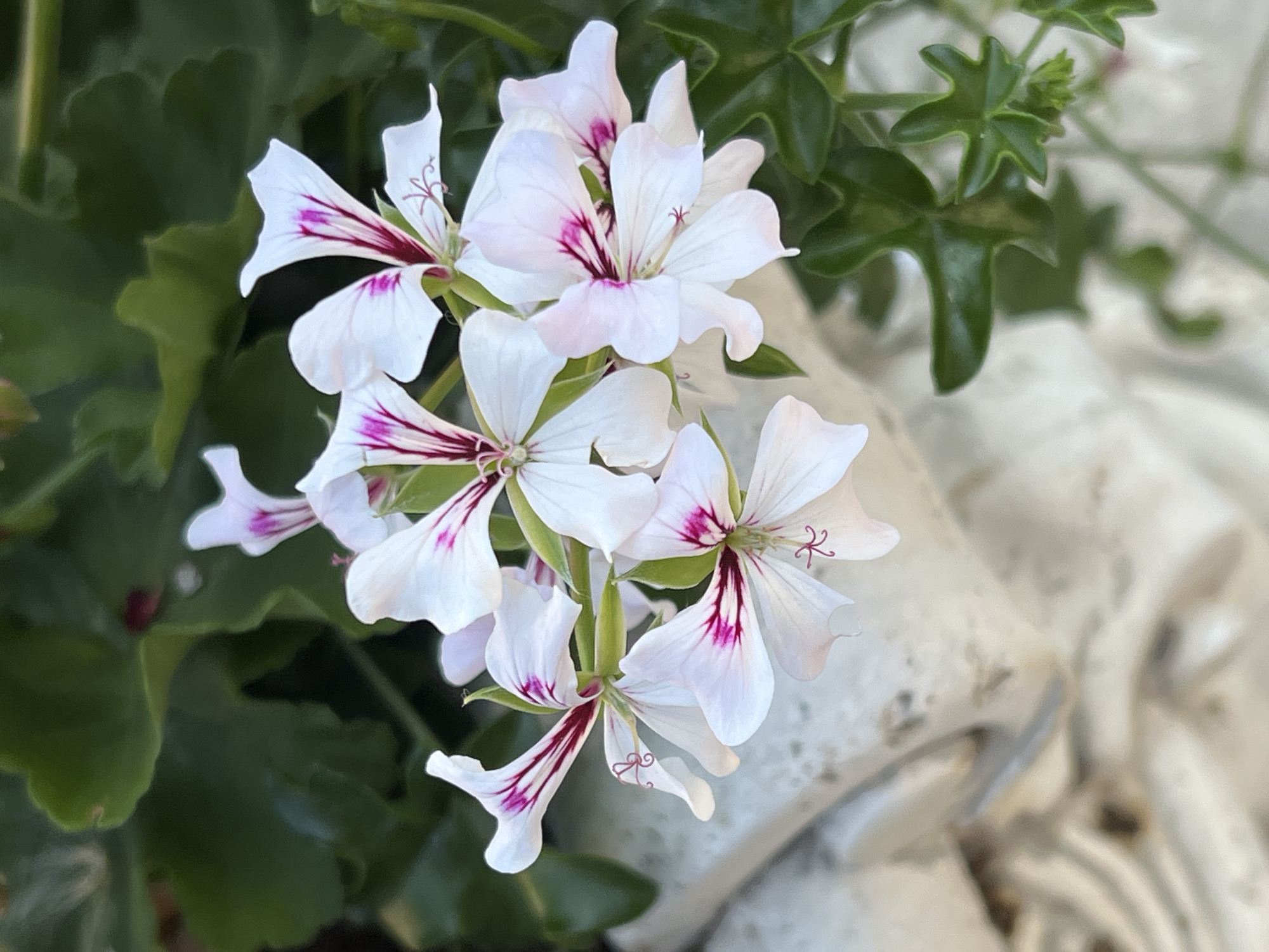 A close-up shot captures a cluster of white geranium flowers with delicate pink and deep magenta veining. The flowers are in various stages of bloom, with some fully open and others partially unfurled. Green leaves form a lush backdrop. In the lower left corner, a portion of a white, sculpted object, possibly a statue or fountain, is visible. The scene appears to be outdoors, likely in a garden or public space within the city of Constanța, Romania, given the context.