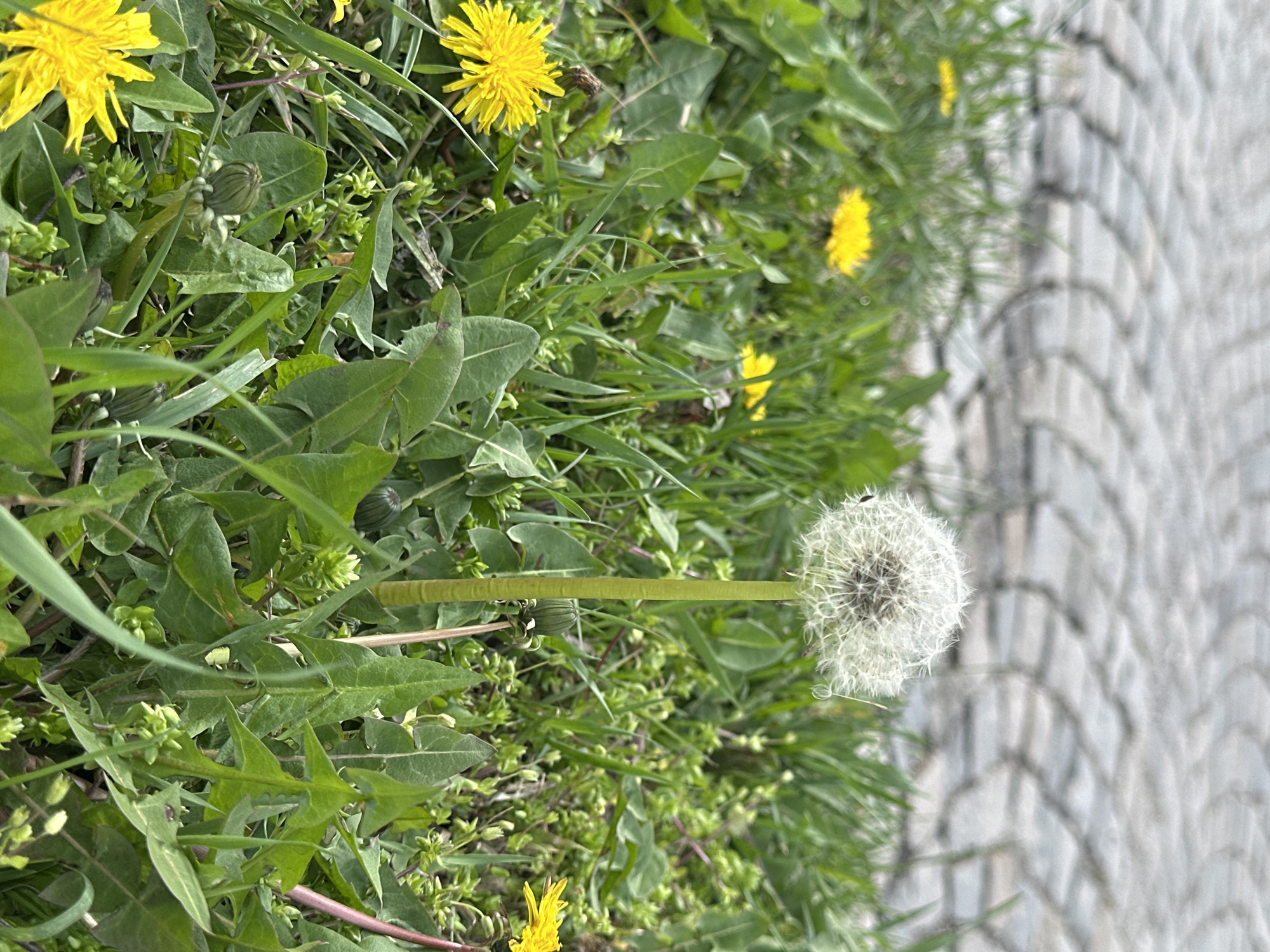 The image shows a ground-level view of a patch of grass with dandelions, some with yellow flowers and one that has gone to seed. Part of a brick-paved walkway is visible on the right side of the frame. The location is likely outdoors, and given the implied request, possibly within the city of Sofia, Bulgaria. No people are present. The focus is on the plant life and the edge of the paved area.