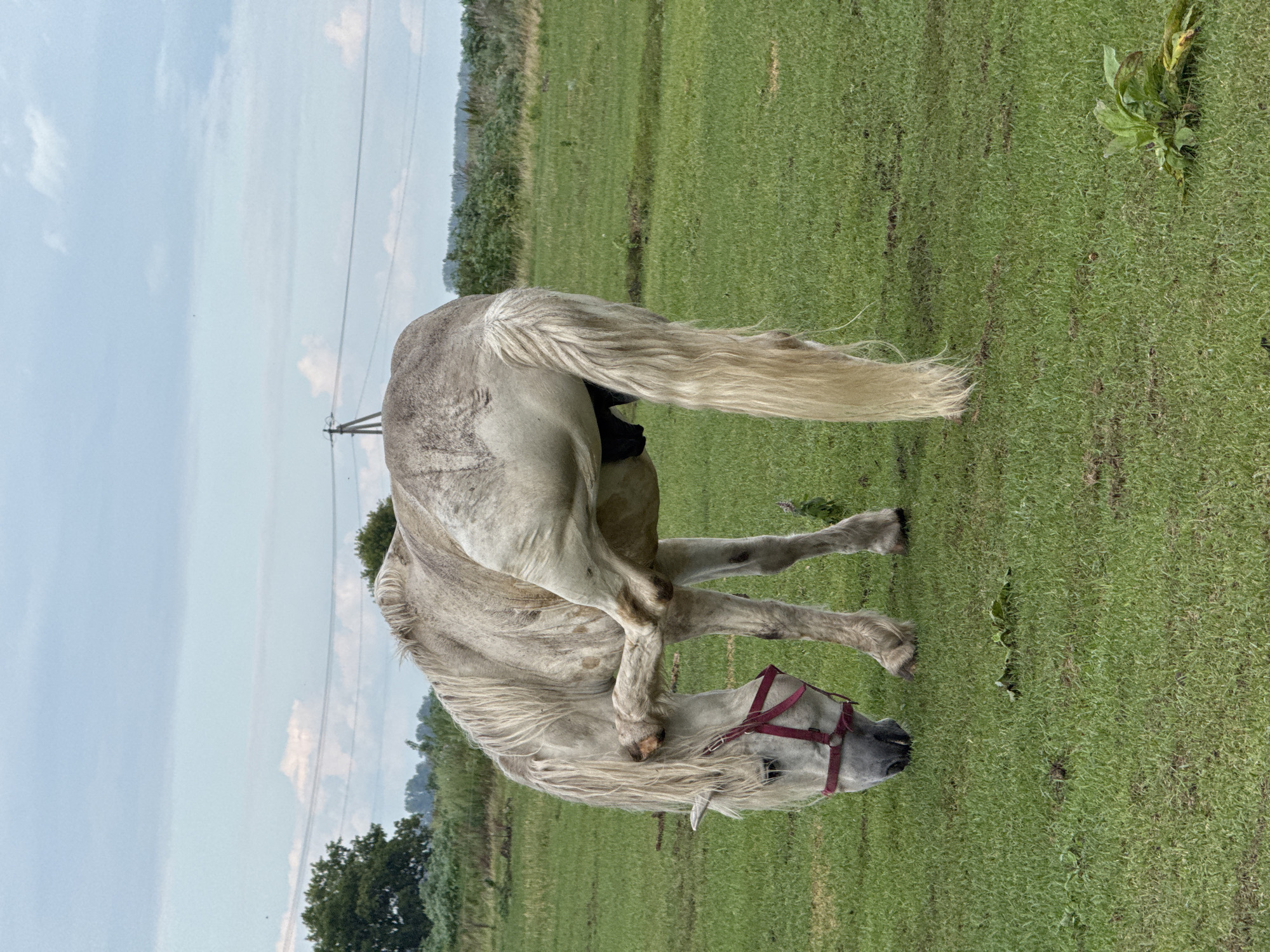 A light-colored horse is standing in a grassy field near the city of Yagodnoye, Russia. The horse is wearing a red halter and appears to be scratching its head with its hind leg. The field is green and somewhat uneven, with some scattered vegetation. In the background, there are trees, power lines, and a cloudy sky. The overall scene suggests a rural or semi-rural setting.