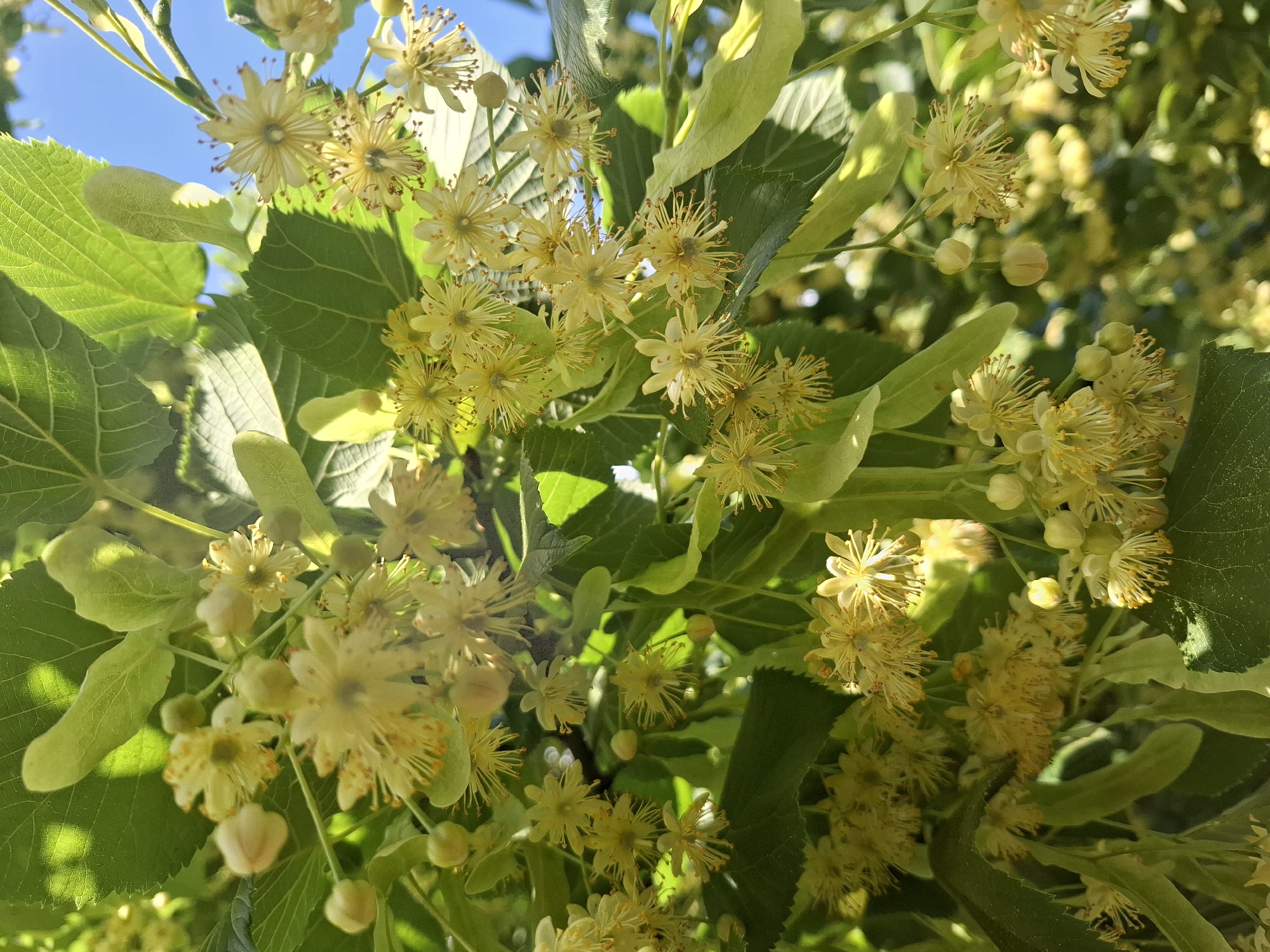 A close-up, low-angle shot captures a cluster of blooming linden flowers against a backdrop of green leaves and a bright blue sky. The flowers are small and pale yellow, with delicate petals and prominent stamens. Some buds are also visible, along with the distinctive heart-shaped leaves of the linden tree. The image appears to be taken in Anapa, Russia, during the daytime, under natural sunlight. There are no people or animals present in the frame. The scene is serene and natural, with a focus on the intricate details of the blossoms.