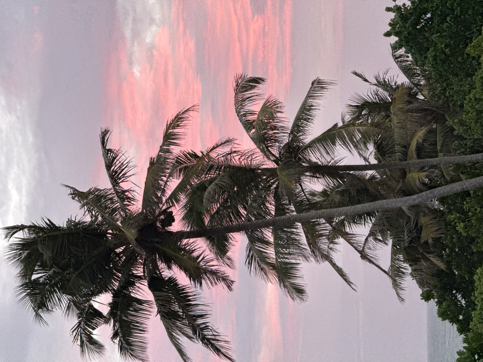 This image captures a tropical scene at sunset, likely in Goviyapana, Sri Lanka. The sky is painted with soft hues of pink and purple, indicating the twilight hour. Several palm trees dominate the foreground, their fronds silhouetted against the colorful sky. Their leaves are dark green and appear lush, with some slightly blurred due to the wind, suggesting a gentle breeze.
To the right of the palm trees, a dense canopy of dark green foliage is visible, possibly belonging to another type of tropical tree or shrubbery. The leaves are tightly packed, creating a rich texture. In the background, the ocean can be seen, its surface appearing calm and reflecting the subdued light of the sky. The overall mood is serene and tranquil, characteristic of a tropical sunset. No people, objects, or text are clearly discernible in the image. The image is oriented vertically, with the sky at the top and the palm trees extending downwards.