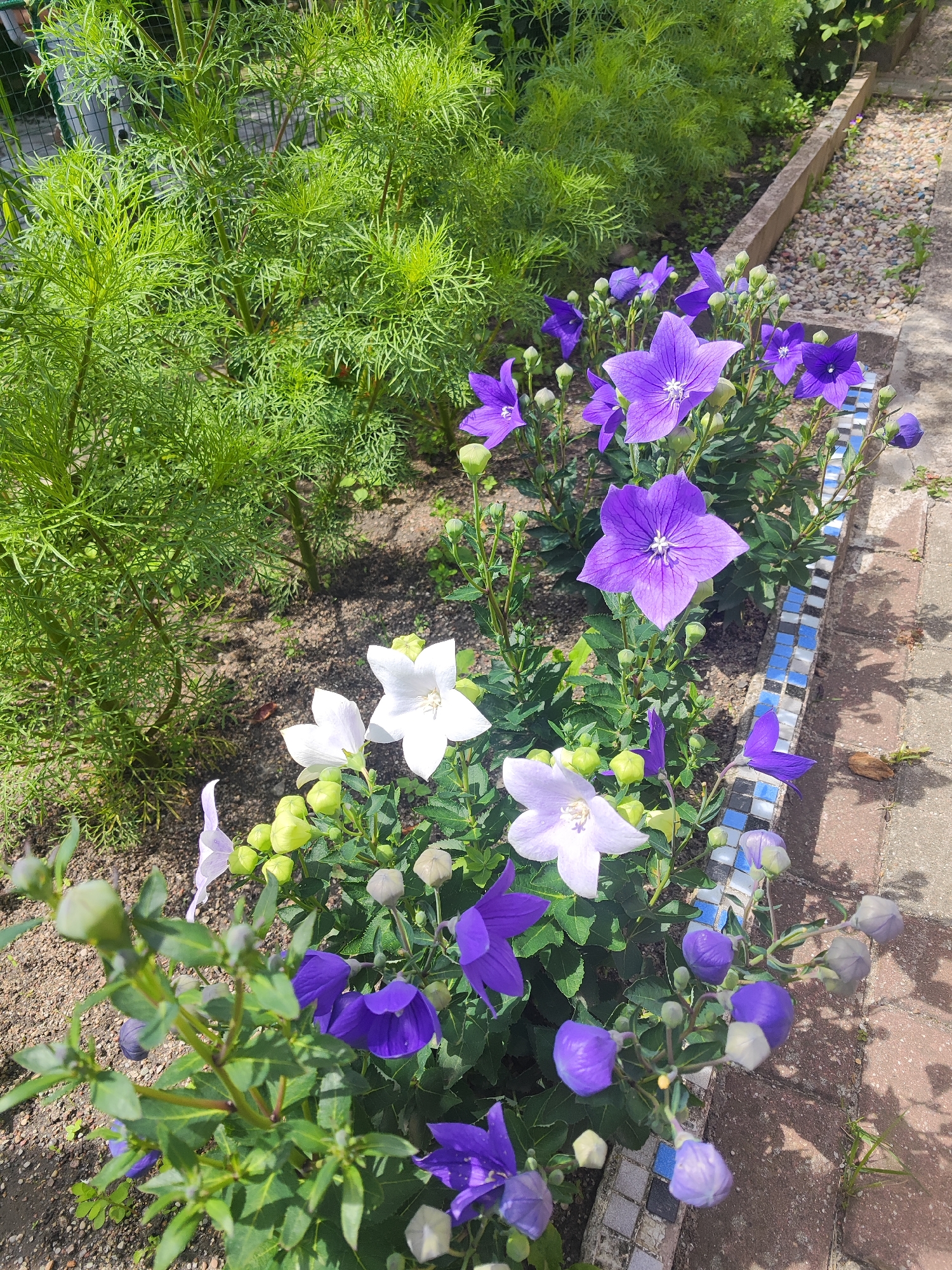 A close-up, eye-level shot captures a garden bed in Gvardeysk, Russia, on a bright, sunny day. The foreground is dominated by a variety of balloon flowers (Platycodon grandiflorus) in shades of purple and white, interspersed with unopened buds. To the left, a feathery, bright green plant, possibly a type of cosmos, fills a significant portion of the frame. The garden bed is bordered by a concrete edge and a decorative mosaic tile strip. Beyond the flowers, a path paved with red bricks and gravel can be seen. The overall scene is one of a well-maintained urban garden.