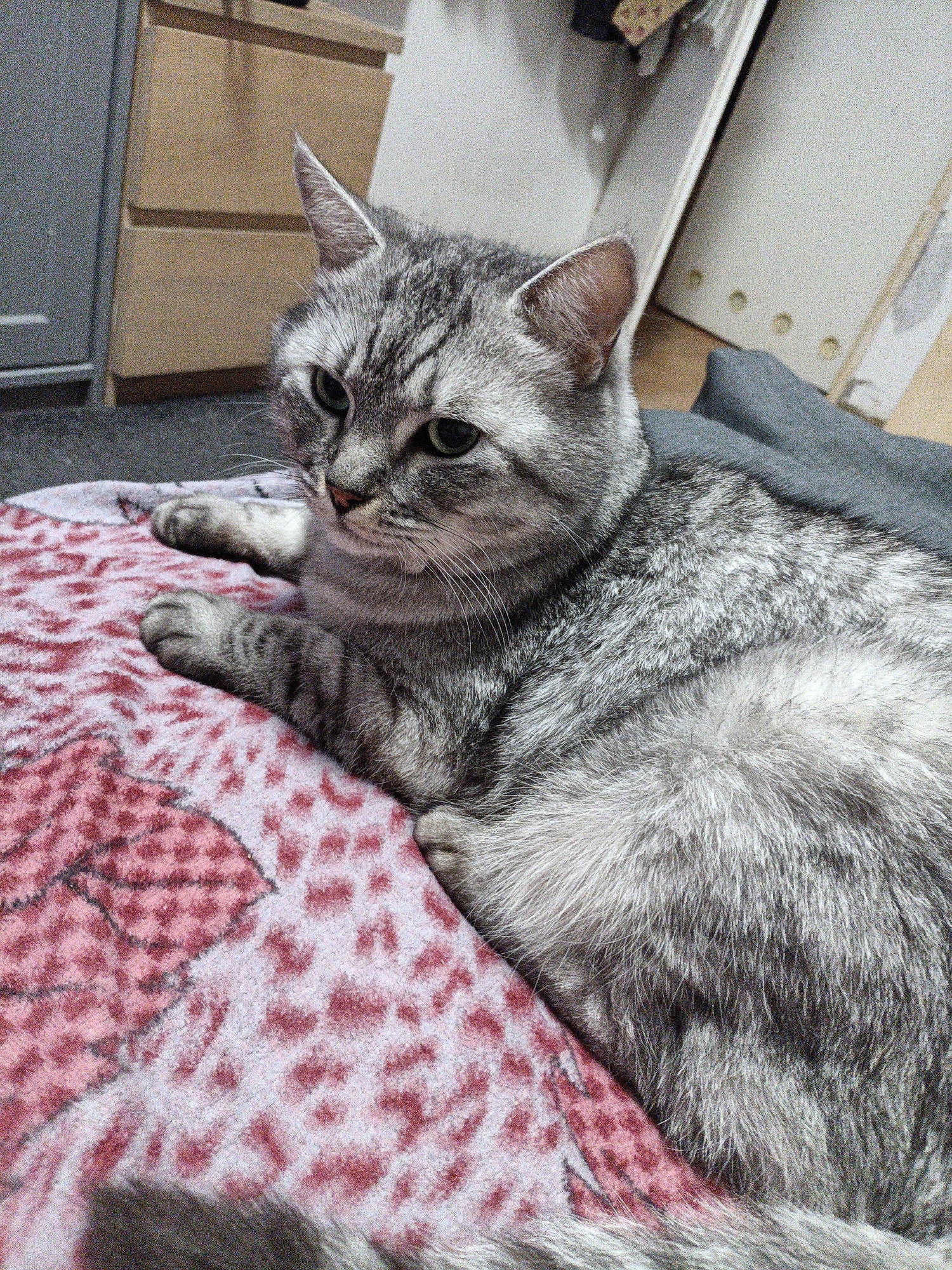 A silver tabby cat is lying on a blanket with a pink and white patterned design. The cat is facing left and looking towards the left of the frame. Its fur is striped with darker gray and silver. The blanket is draped over what appears to be a dark gray surface. In the background, a light-colored wooden cabinet with drawers is visible, along with a portion of a white cabinet or door. The floor appears to be dark. This scene is not identifiable as being in Prague, Czechia.