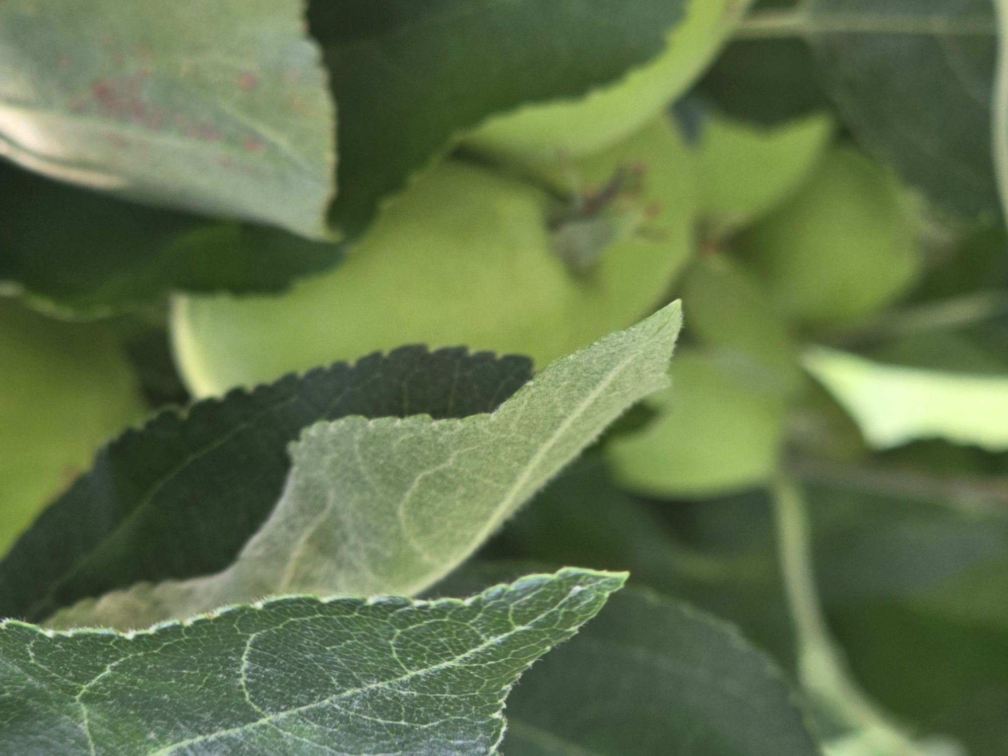 The image is a close-up, outdoor shot of a tree with green leaves and what appear to be small, unripe apples. The leaves are a vibrant green, with some showing slight signs of discoloration or natural variation. The foreground is dominated by two large leaves, one in focus with a textured surface and serrated edges, and another slightly blurred behind it. In the background, several more leaves and the rounded forms of young apples are visible, all rendered in soft focus. The lighting suggests it is daytime, likely under natural sunlight, creating subtle highlights on the leaves. The setting is agricultural or natural, consistent with a fruit tree orchard. There are no people, text, or specific weather conditions evident. The overall impression is one of natural growth and the early stages of fruit development. The location context indicates this is in Pidhorodne, Ukraine.