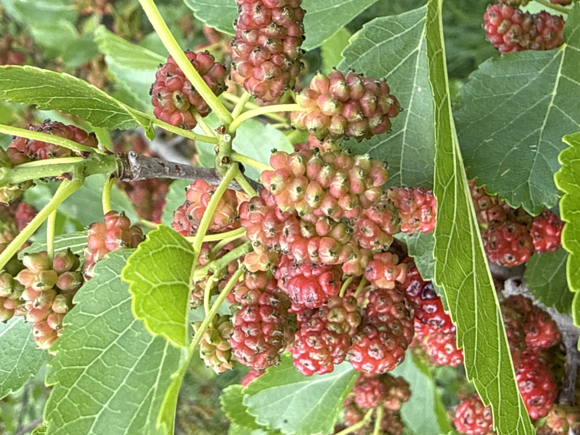 In Korobivka, Ukraine, a close-up shot captures a cluster of ripe mulberries growing on a branch. The mulberries are a vibrant red, with some showing hints of pink and green, indicating varying stages of ripeness. They are clustered together, each berry composed of many small drupelets. Large, green leaves with prominent veins surround the fruit, providing a lush backdrop. The branches are thin and green, supporting the weight of the developing berries. The overall impression is of a natural, outdoor setting, likely a garden or a park, with the focus sharply on the texture and color of the mulberries and leaves.