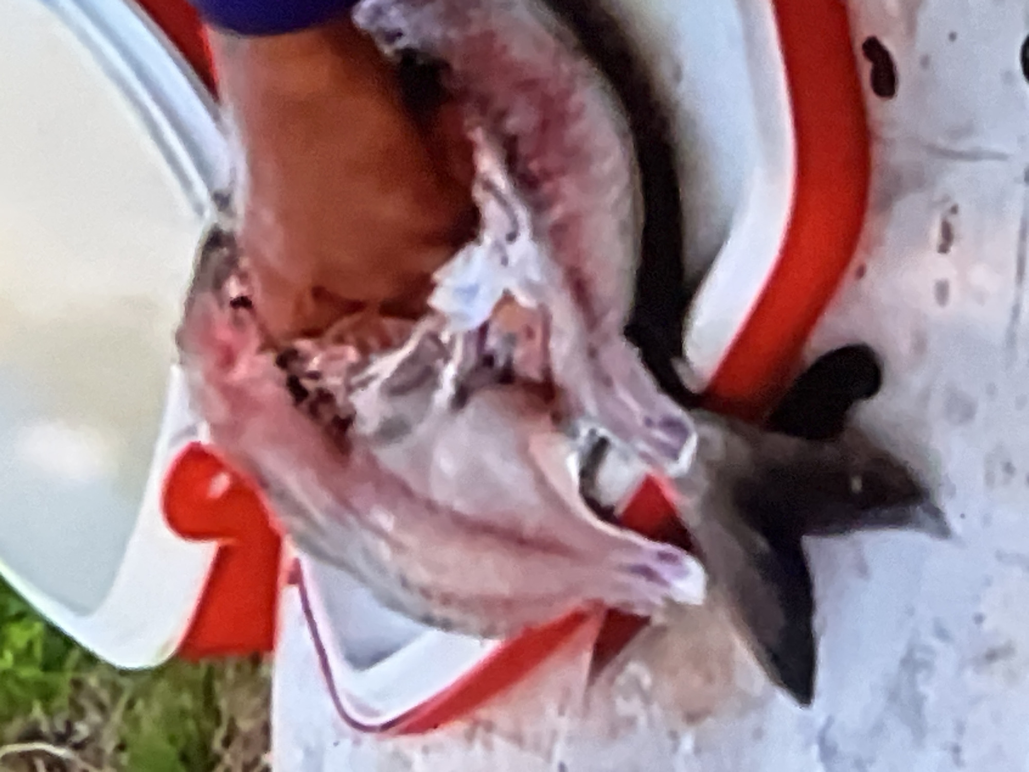 The image displays a close-up, partially blurred view of a dead fish being prepared or cleaned. The fish appears to be gutted, with its internal organs exposed. It is resting in a red and white plastic container, possibly a cooler or a bait box. A human hand, with visible skin texture and a hint of a blue sleeve, is interacting with the fish, suggesting the act of cleaning or filleting. The background is out of focus, showing a mix of green foliage and what appears to be a surface with some texture, potentially a table or ground. There are no discernible elements in the image that would indicate its location in Casablanca, Morocco, or any other specific city. The scene is depicted in natural light, with the focus primarily on the fish and the human hand.