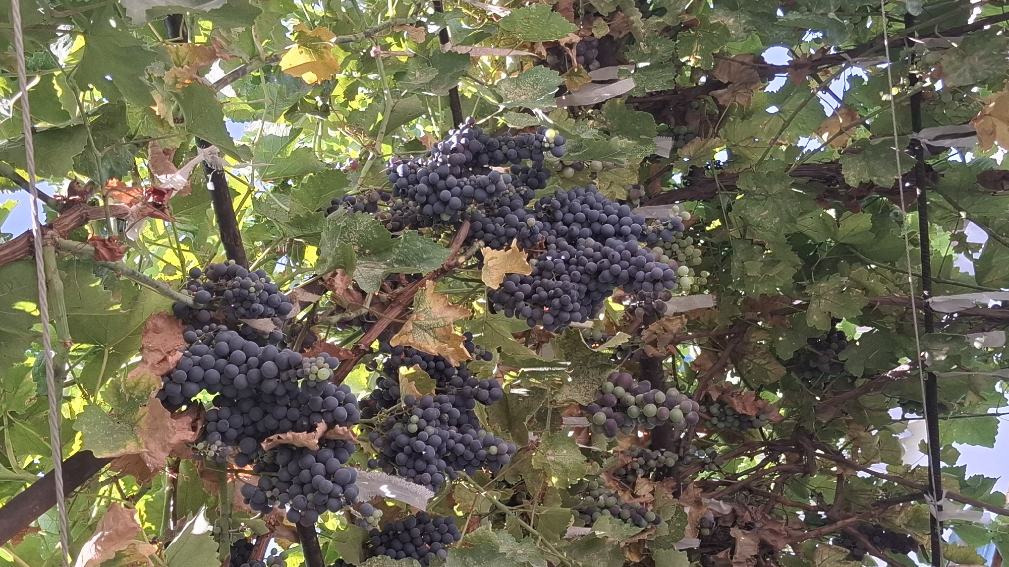 The image depicts a close-up view of ripe, dark purple grapes hanging from vines. The grapes are clustered together, with some lighter green grapes mixed in, indicating varying stages of ripeness. The vines are supported by a metal structure, and lush green grape leaves are visible, interspersed with some dried, brown leaves. The scene is bathed in natural sunlight, creating dappled lighting effects. In the background, hints of blue sky and additional green foliage can be seen. The overall impression is that of a vineyard or a cultivated area for growing grapes. The location is specified as Шұбарсу, Kazakhstan. There are no people or animals visible in the image, and no specific actions are being performed. The focus is entirely on the natural produce and its immediate surroundings.