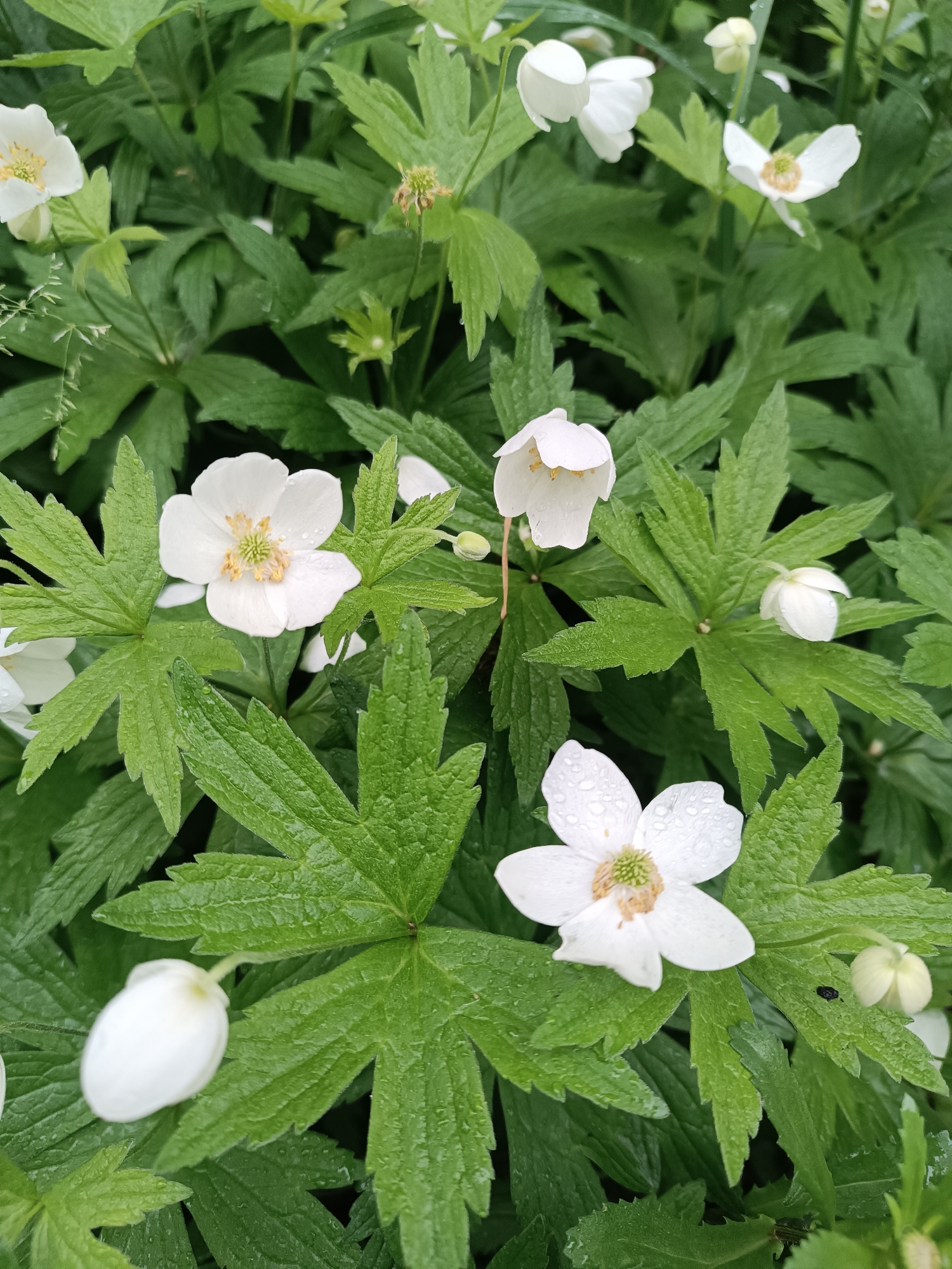 The image presents a detailed close-up of white flowers amidst lush green foliage, likely in a garden or natural setting in Chaikovsky, Russia. The scene is dominated by several white, five-petaled flowers, possibly a species of Anemone, in various stages of bloom.
Many of the flowers are fully open, revealing a prominent central cluster of yellowish-green stamens and pistils. Small, clear water droplets visibly cling to the petals and leaves, indicating recent rain or heavy dew. This contributes to a fresh, vibrant appearance of the plants. Alongside the open blooms, several closed, bell-shaped flower buds are also visible, suggesting that the plant is actively flowering.
The flowers are set against a dense background of dark green, deeply lobed, palmate leaves, which occupy most of the frame. The leaves appear textured and healthy. In the lower right quadrant, a tiny black speck, possibly a small insect or debris, is noticeable on one of the leaves near an open flower and a bud. The natural lighting suggests it is daytime. The overall impression conveyed is one of natural beauty and tranquility. There is no visible text in the image.