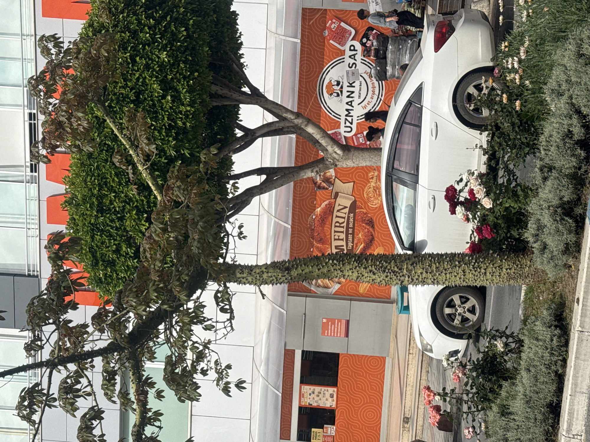 The image presents a street scene in an urban setting, likely in Turkey, based on the presence of Turkish language signage. A distinctive, thorny tree dominates the foreground, its branches partly obscuring a building with a patterned orange facade. Advertisements for "UZMANK SAP" and "M FIRIN" are visible on the building, suggesting a food-related establishment. Adjacent to the tree, a white car is parked on the street, with some of its features like the tire partially concealed by flowers and bushes. The presence of people in the background near the advertisements gives an impression of a busy street.