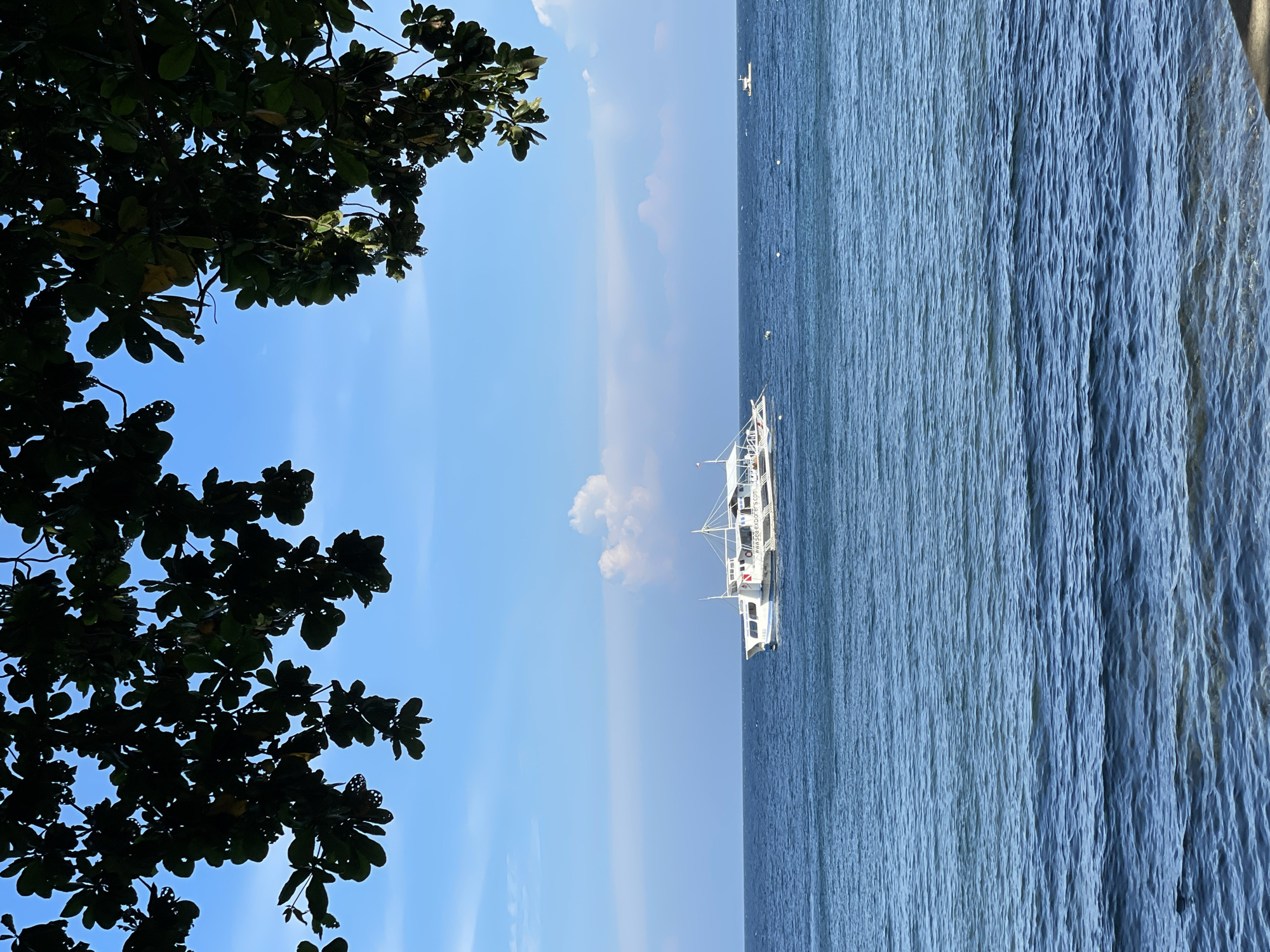 A wide-angle, eye-level shot captures a serene seascape with a white boat sailing on calm, blue waters under a clear, blue sky. The boat, a traditional Filipino outrigger with a thatched roof, is the main subject, positioned in the middle ground. The foreground is dominated by the shimmering surface of the ocean, with subtle ripples indicating gentle movement. The top of the frame is partially obscured by the dark silhouettes of tree leaves and branches, creating a natural frame. In the distance, a small cluster of white clouds drifts across the horizon, and a second, smaller boat is visible far to the right. The image evokes a sense of tranquility and a tropical atmosphere, likely taken from the shore of Dauin, Philippines, a known location for its marine sanctuaries and diving spots.